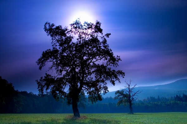 Un árbol contra el cielo azul con la Luna