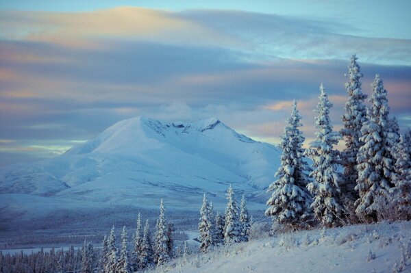 Montañas en la nieve, abetos poderosos