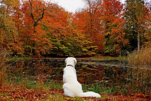 Perro blanco en el fondo del paisaje de otoño