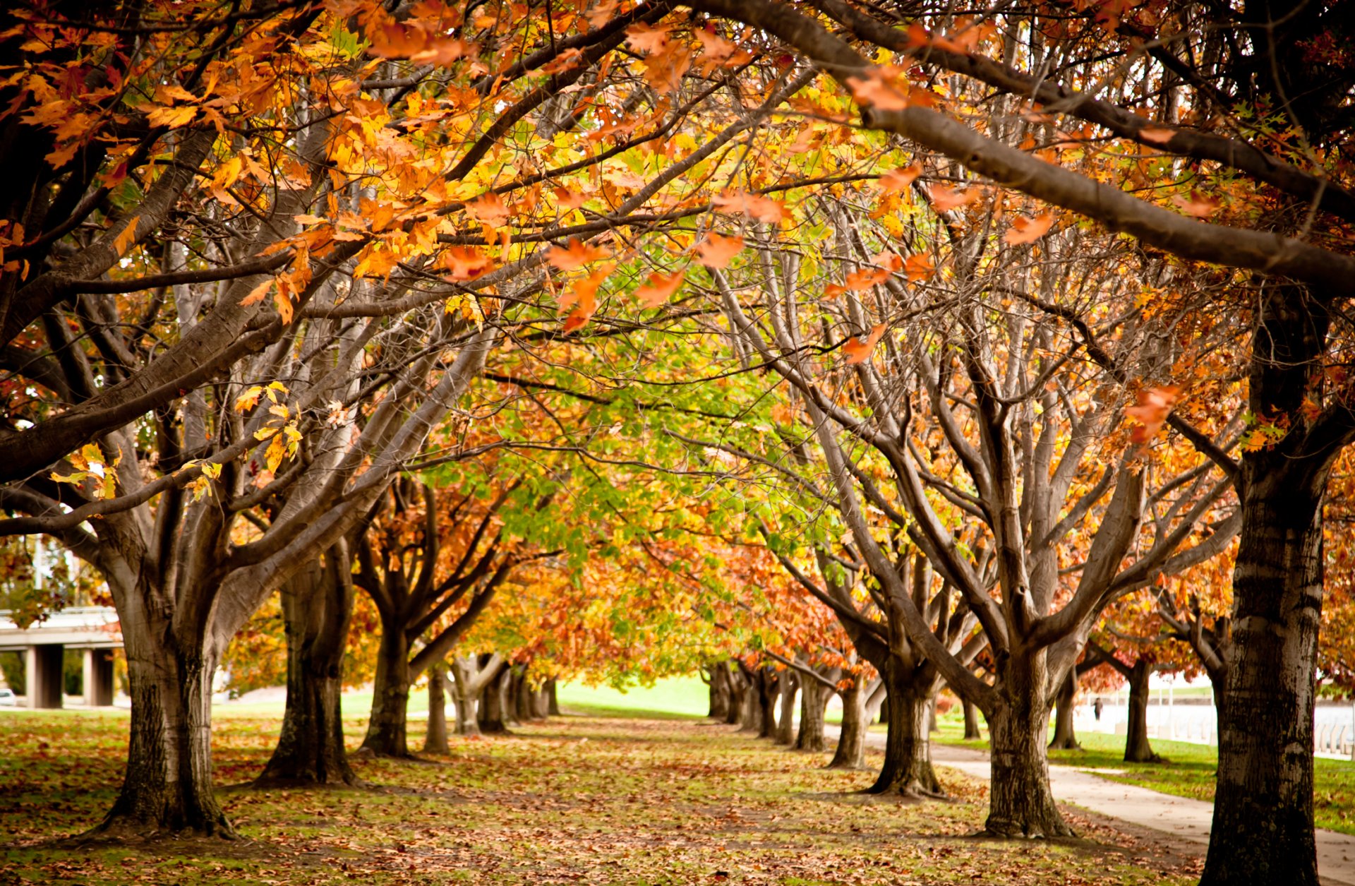 parque callejón árboles otoño follaje pintura ramas temporada