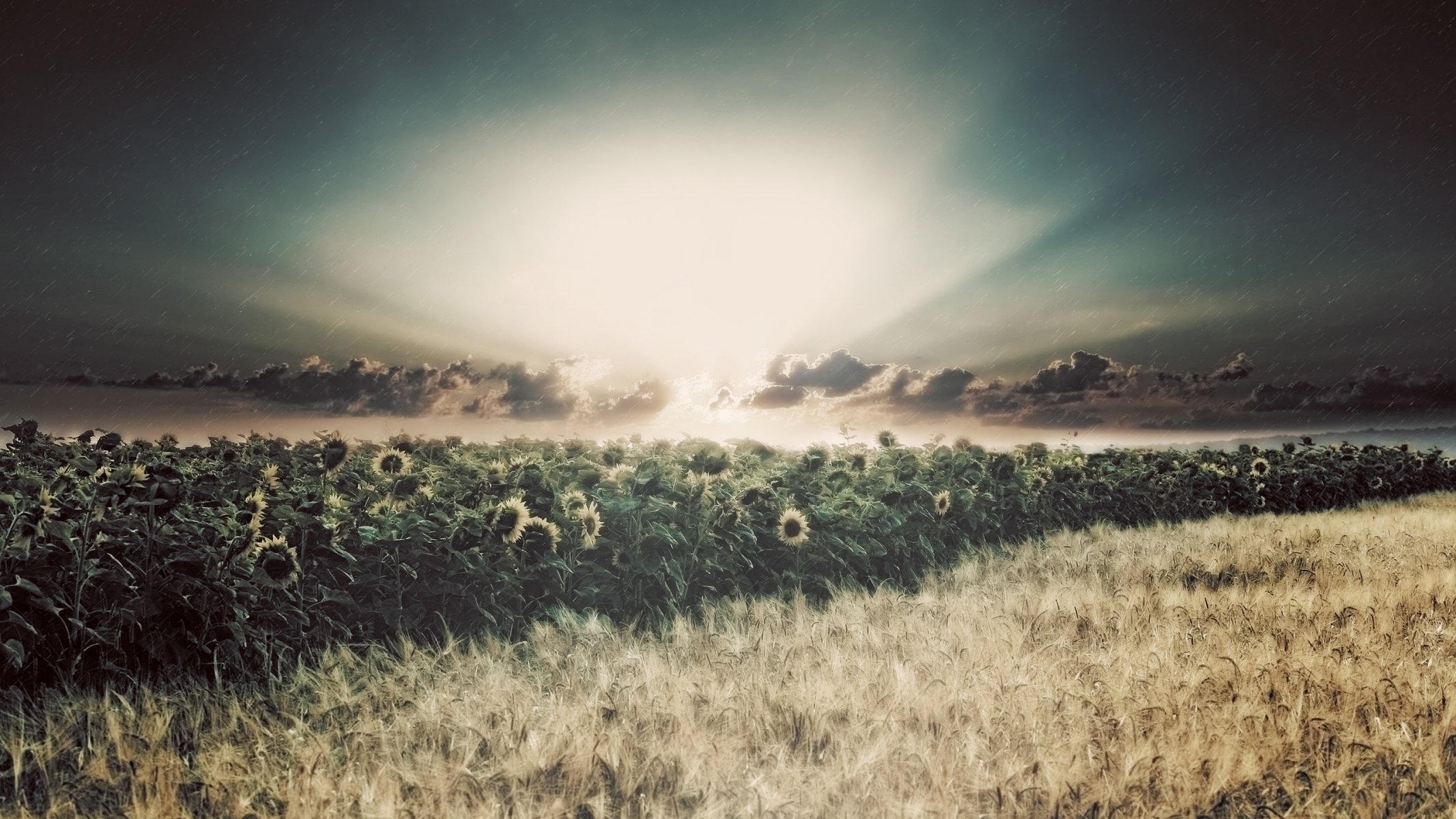 campo girasoles lluvia sol rayos