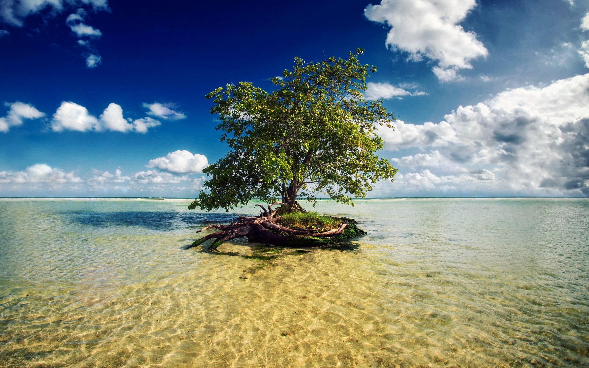 riviera maya méxico mar árbol