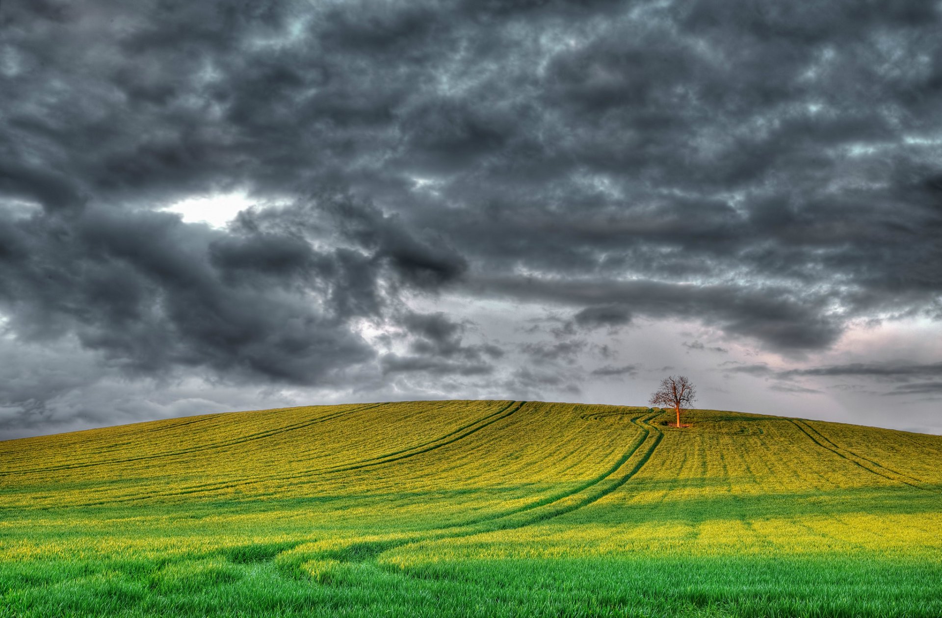 royaume-uni angleterre champ arbre gris ciel nuages