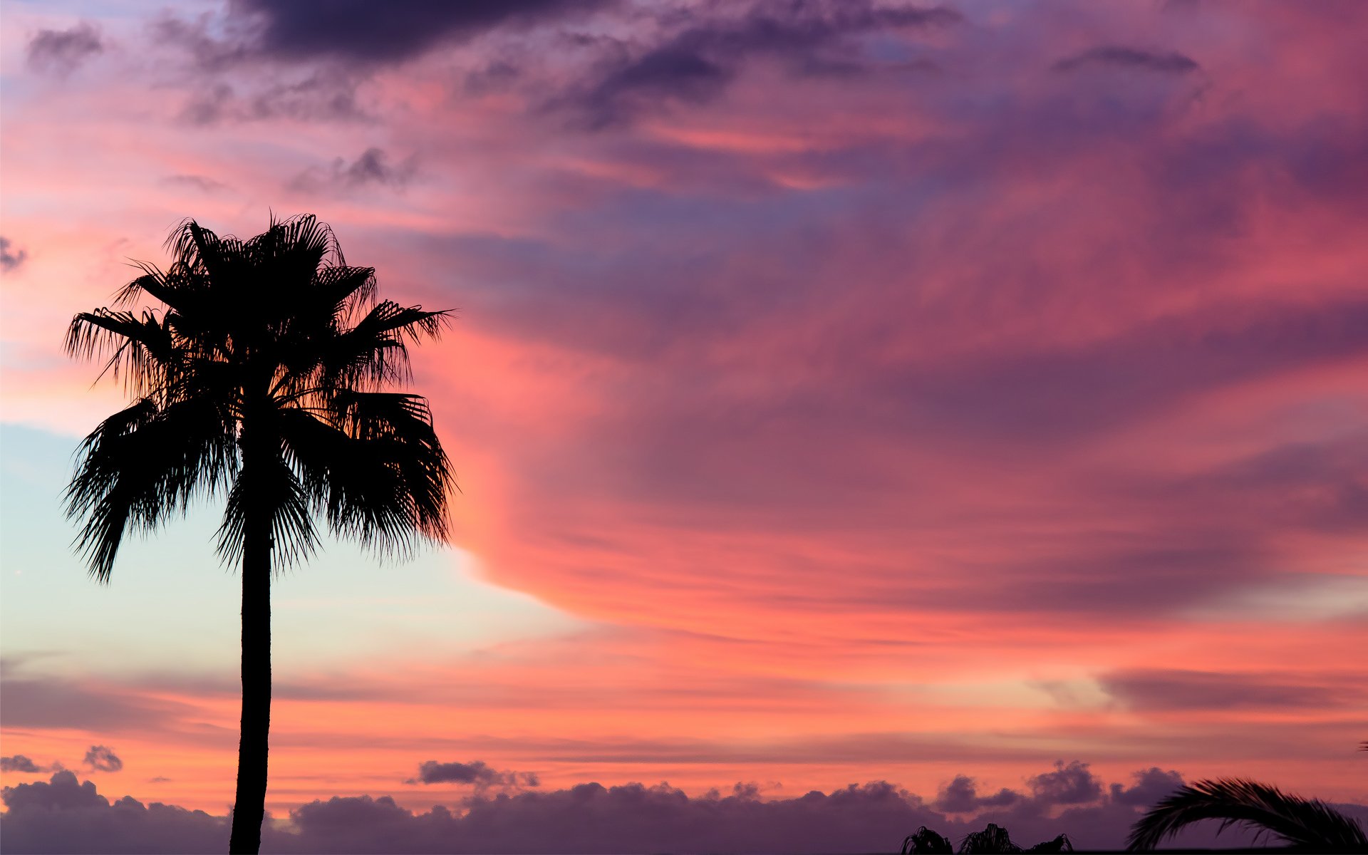 sonnenuntergang teneriffa farben himmel palme wolken rosa