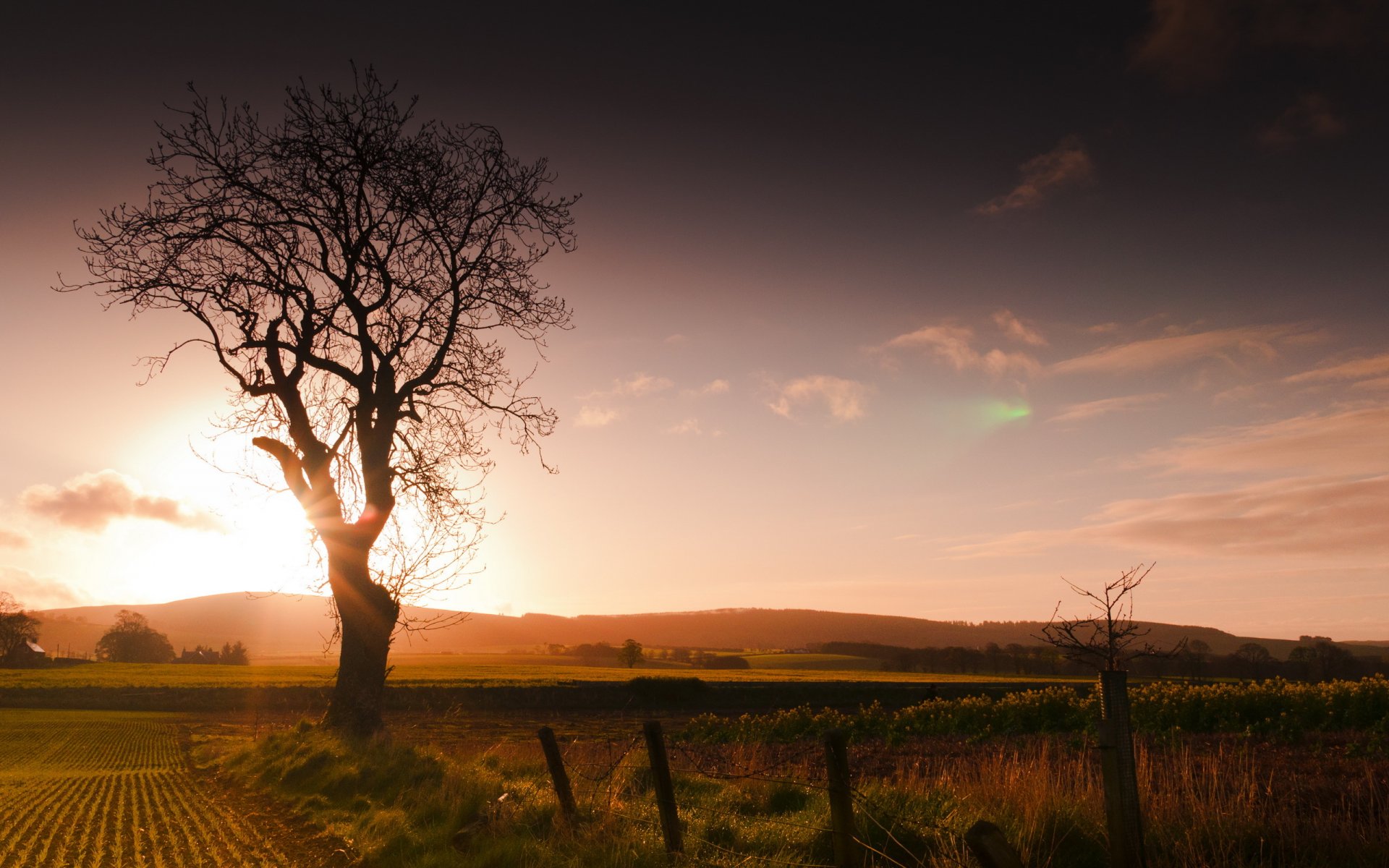 tramonto campo albero recinzione paesaggio