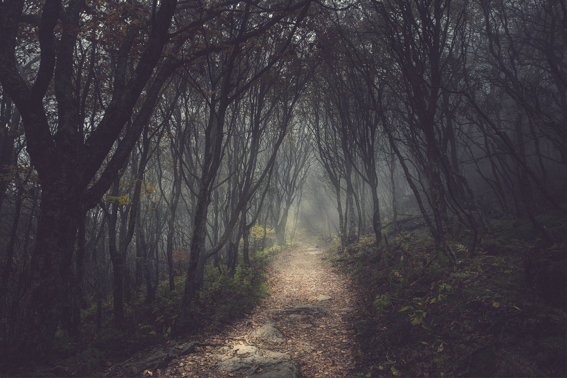 alberi foresta cupo sentiero vicolo sentiero