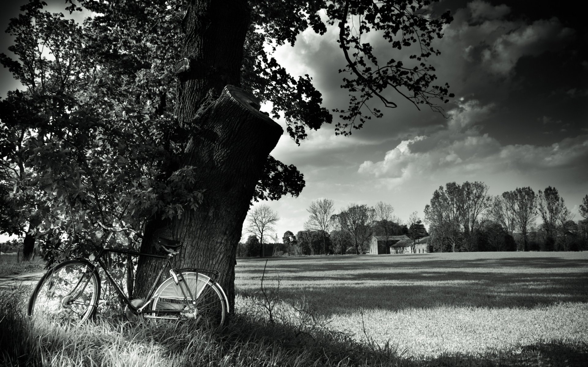 bicycle black and white tree nature field landscape black and white