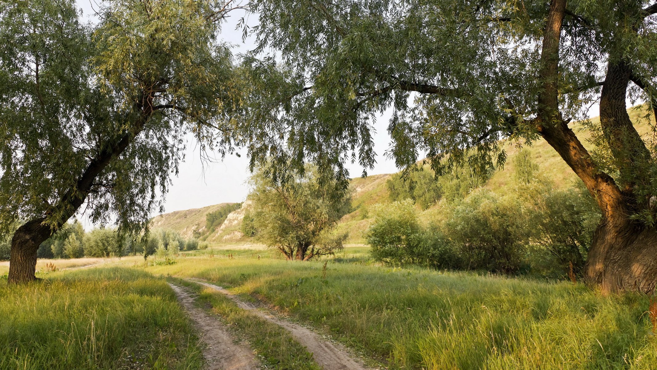 lato droga drzewa natura krajobraz