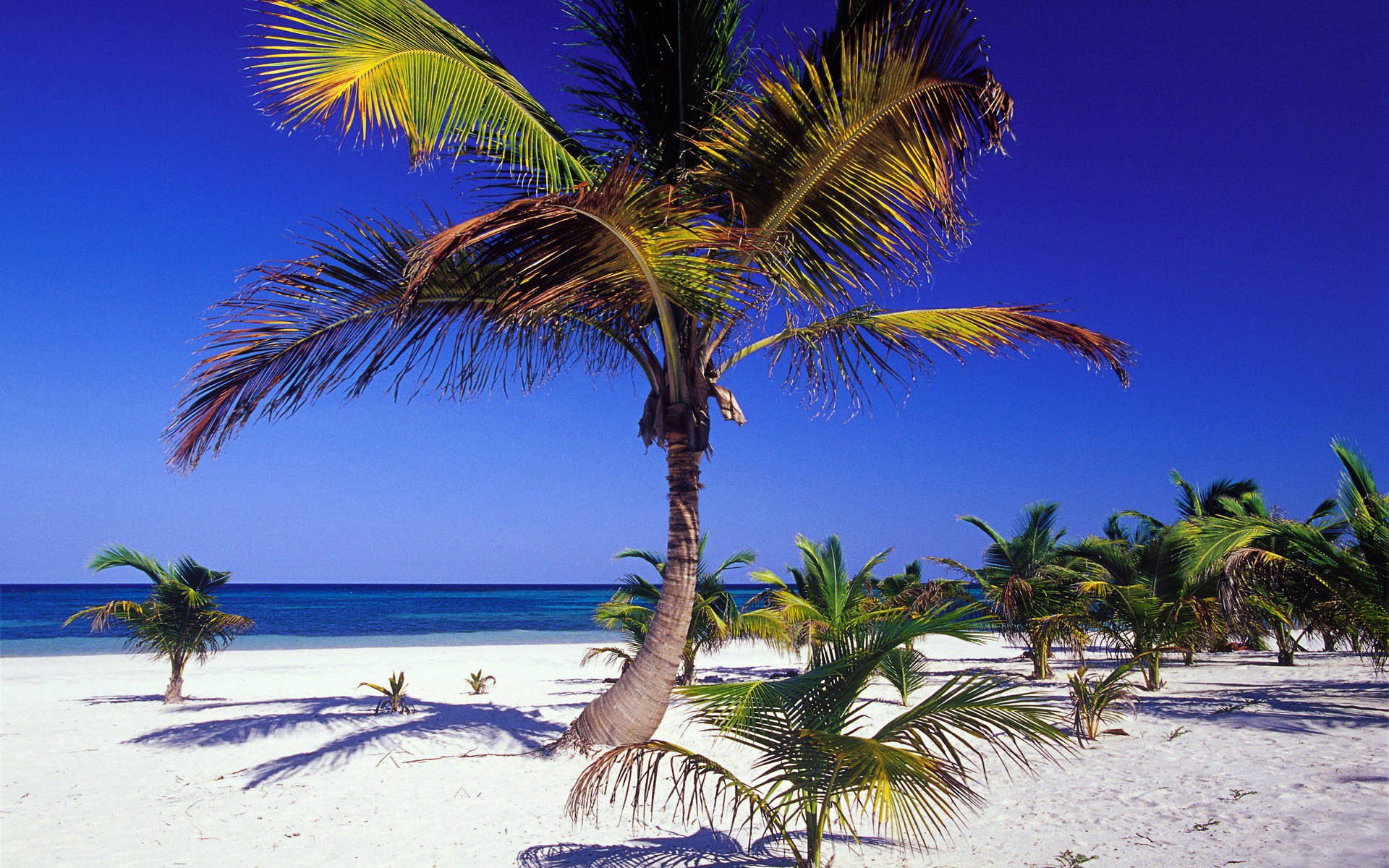 beach coast sand dara summer ocean horizon blue net sky paradise