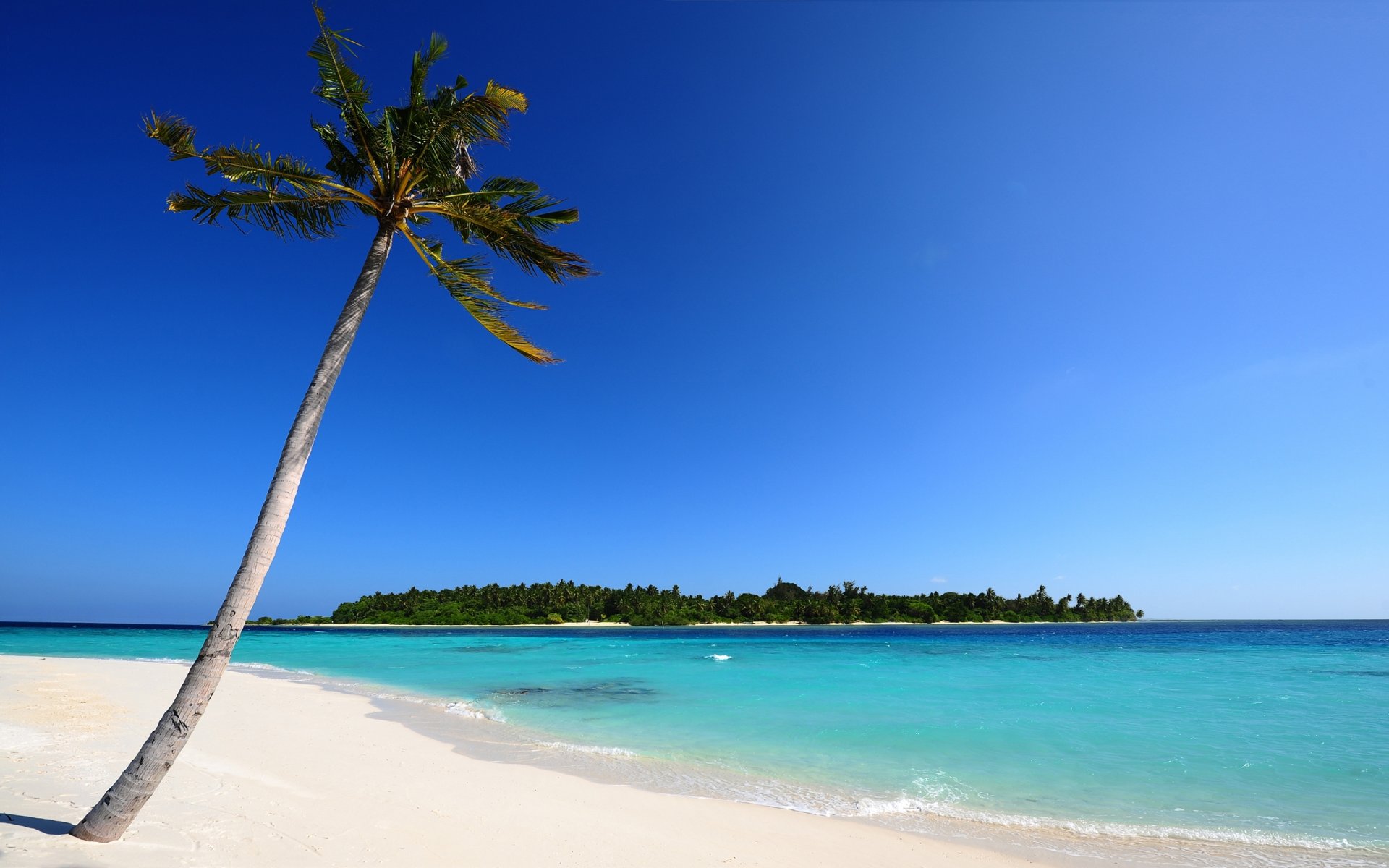 maldive spiaggia sabbia mare palma isola palme natura