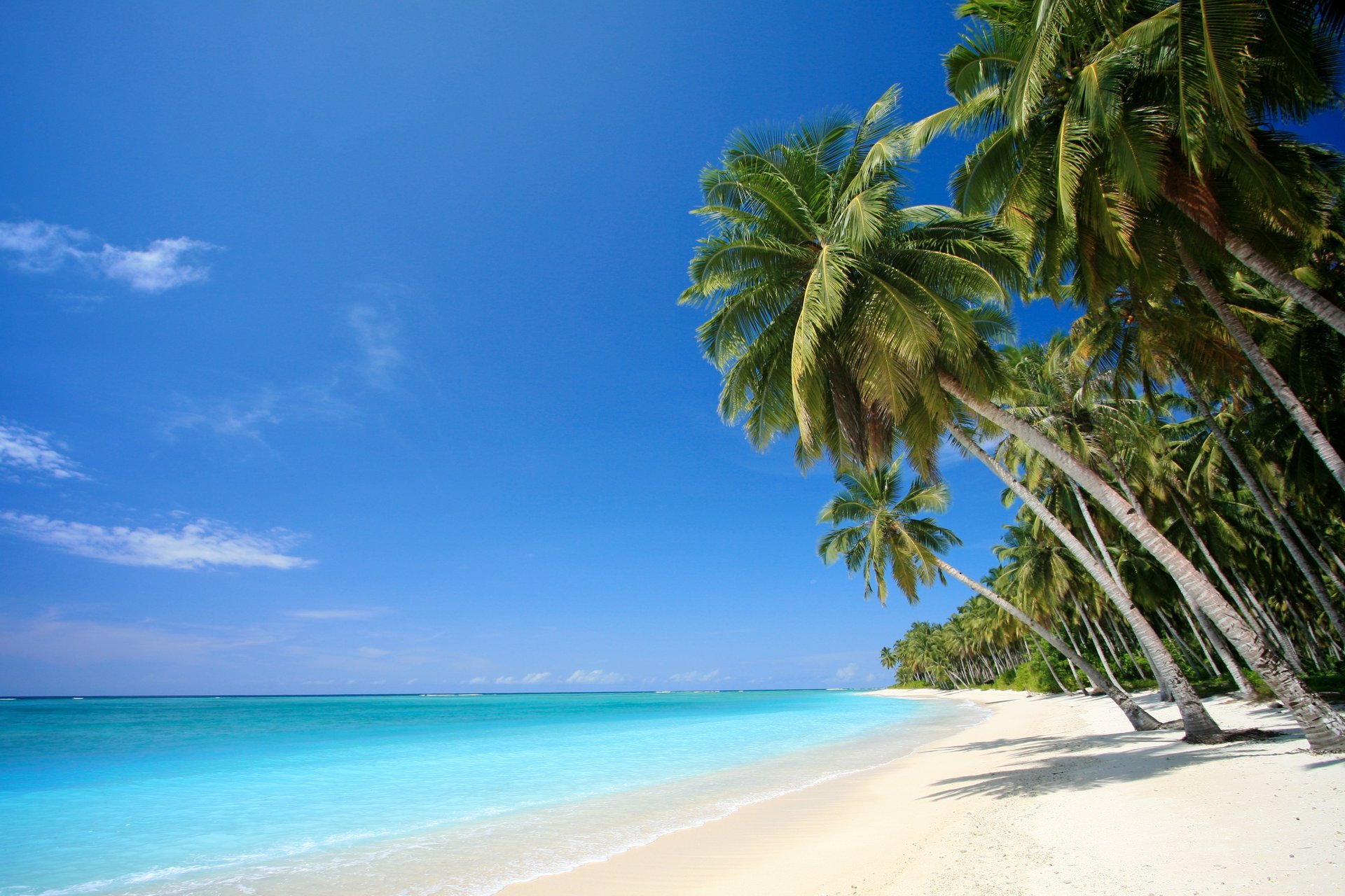 palmiers mer sable tropiques plage