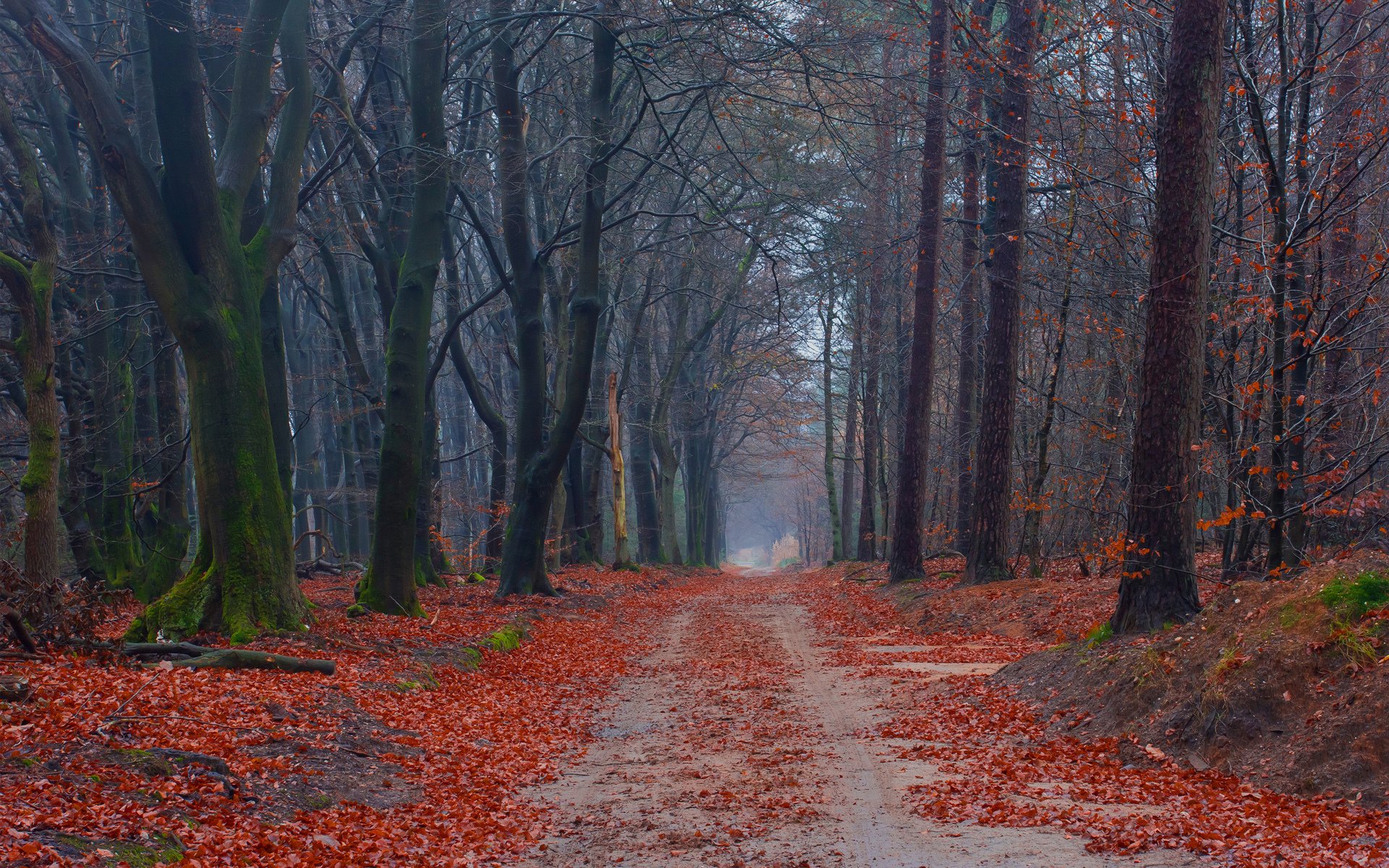 camino bosque árboles otoño musgo hojas