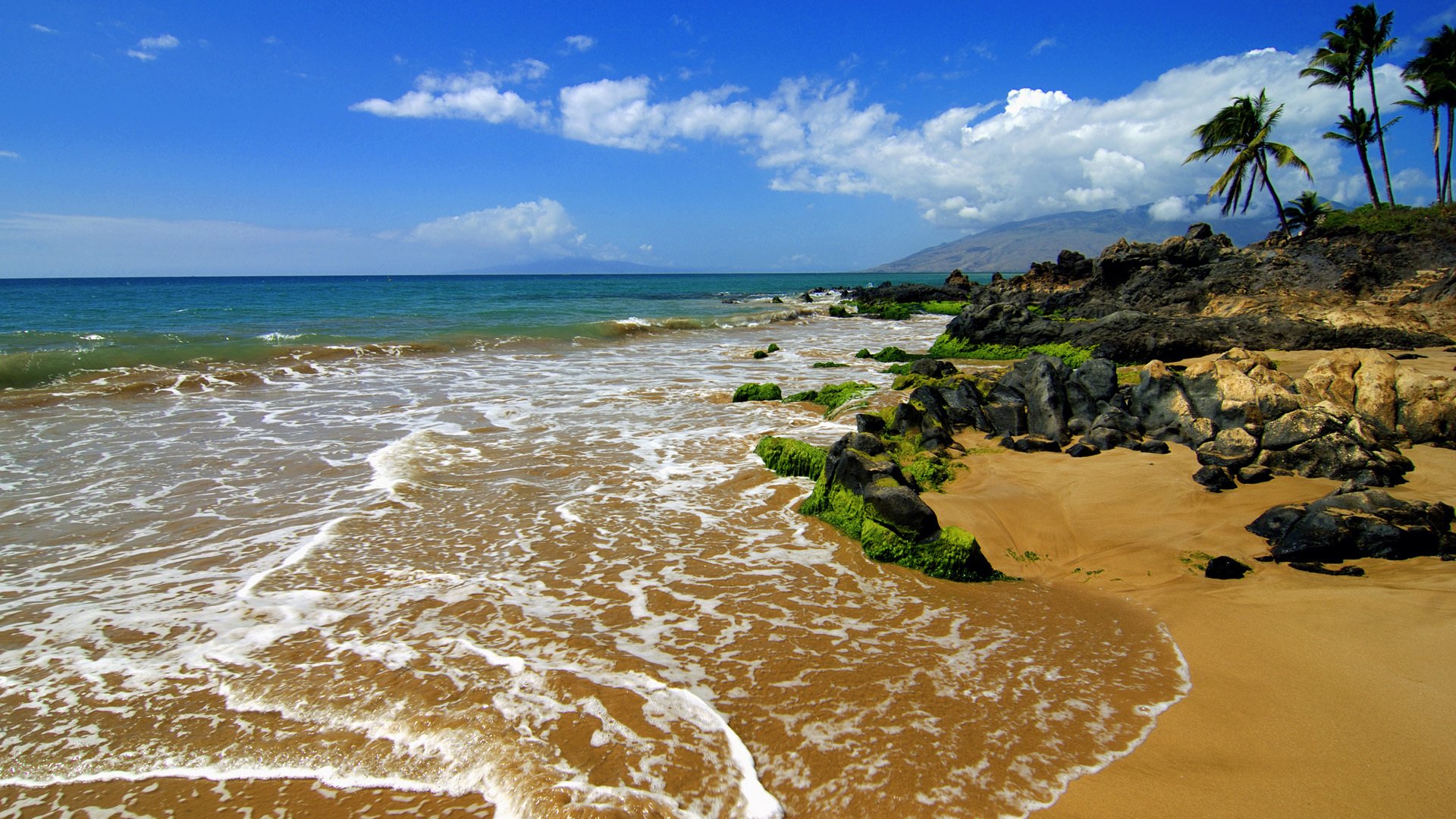 ocean coast stones palm tropics beach nature