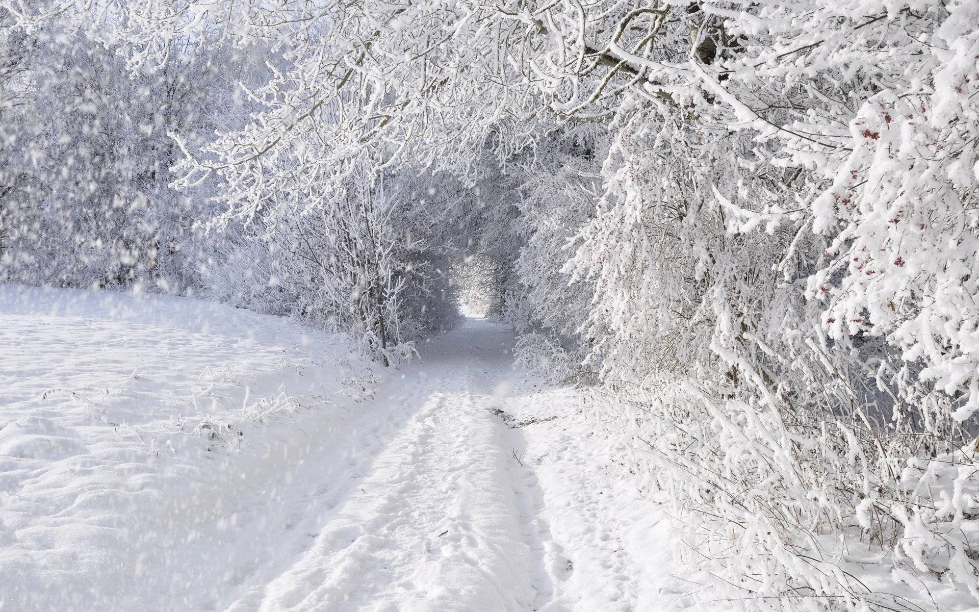 winter schnee bäume straße verschneit wald