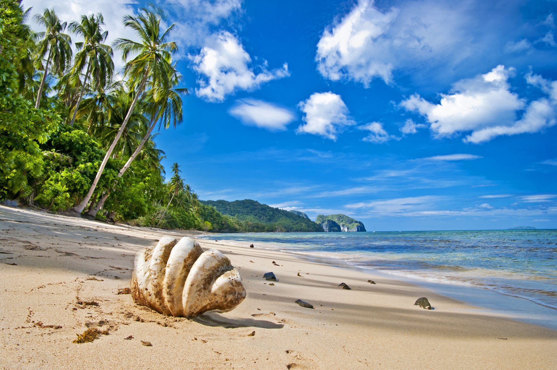 ea shore sand beach waves palm trees shell cloud