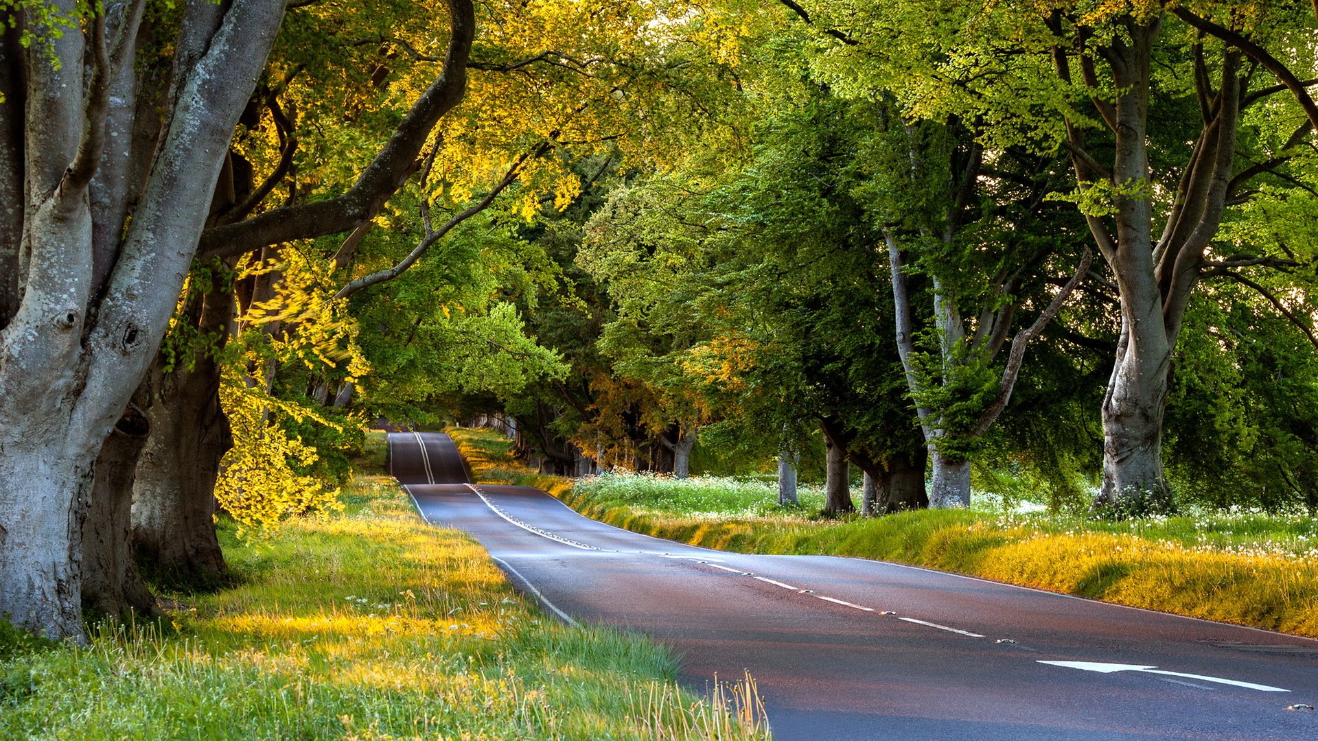 camino árboles paisaje