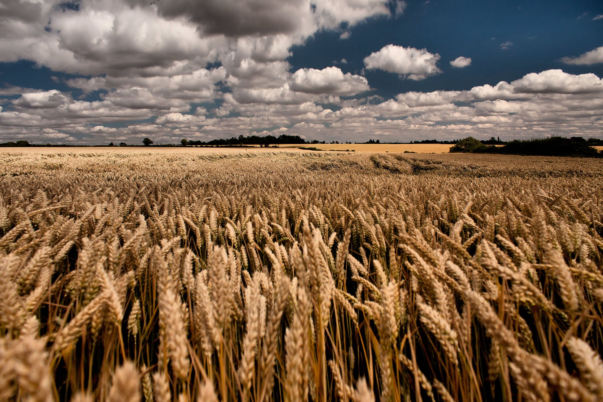 the field wheat summer sky cloud