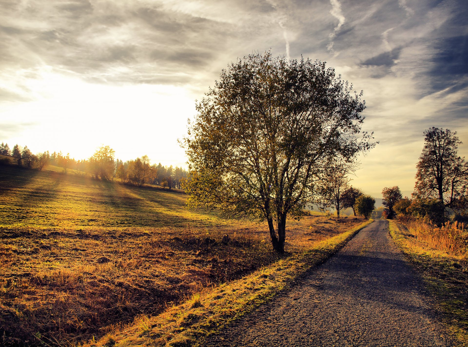 strada albero paesaggio natura tramonto