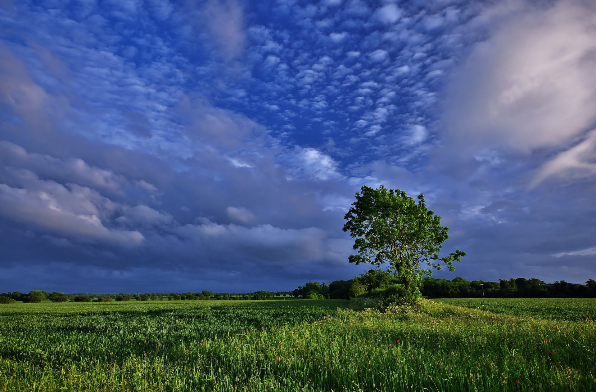 arbre champ nuages nature