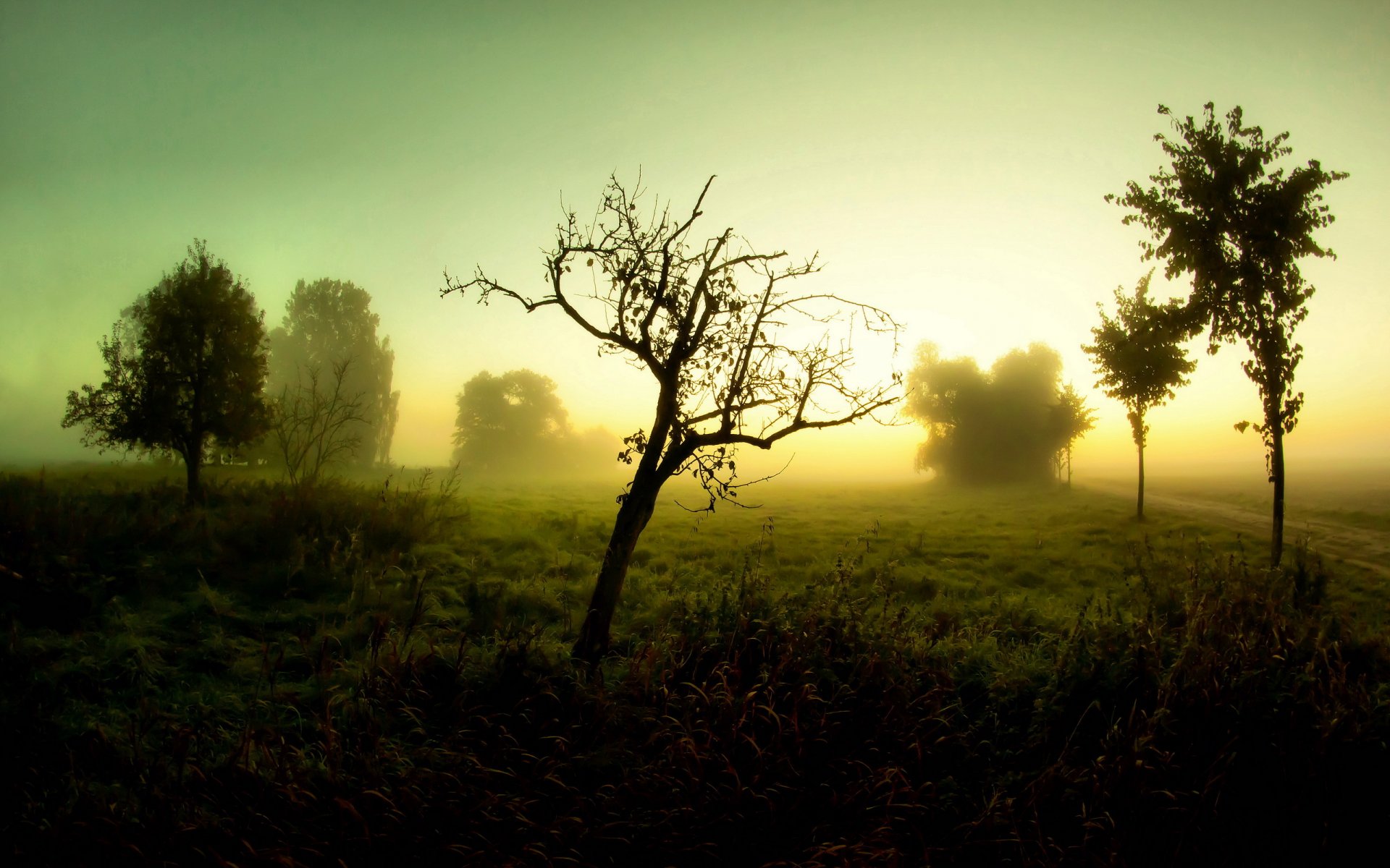 morgen nebel straße bäume landschaft