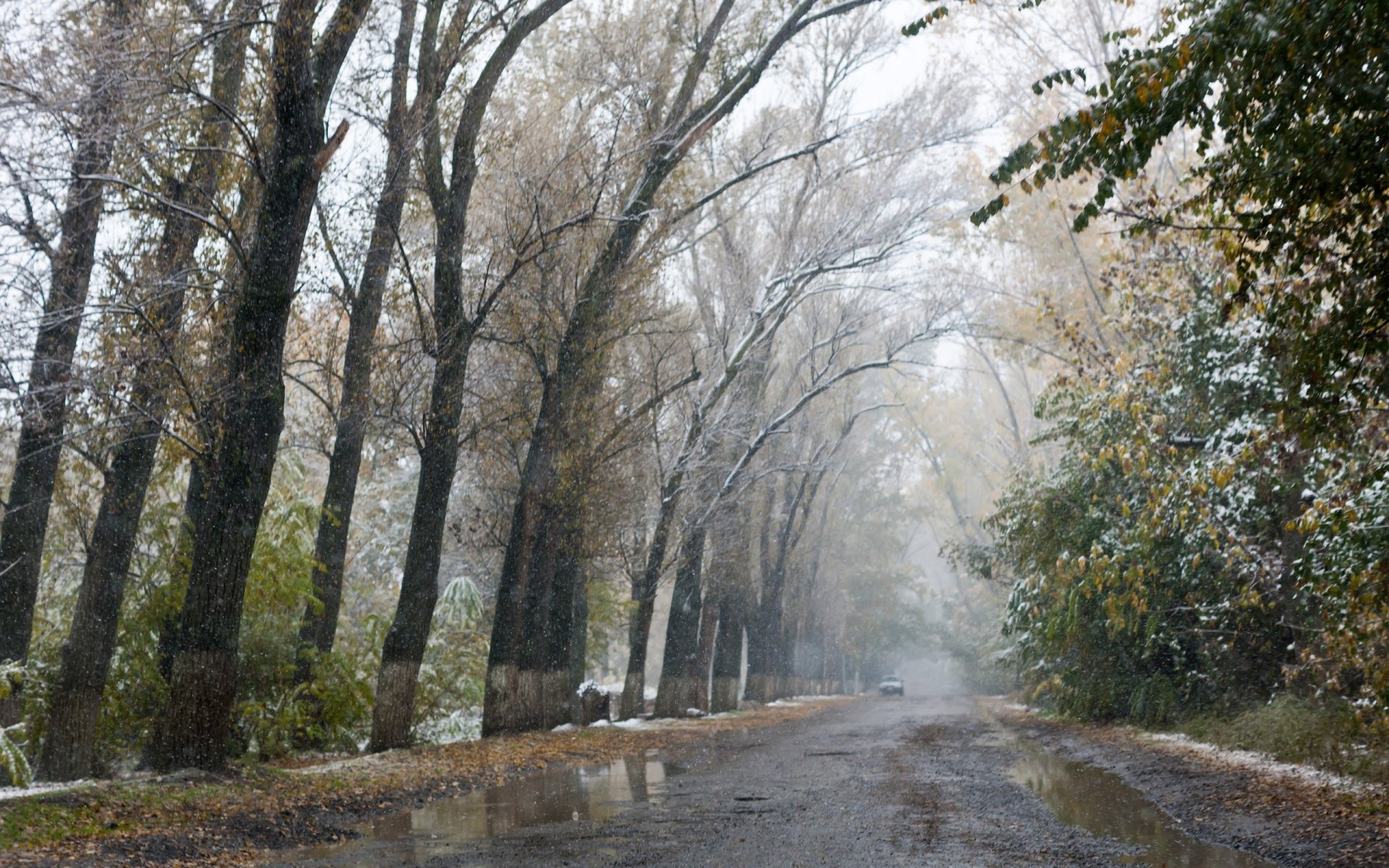 herbst gasse straße bäume erster schnee matsch