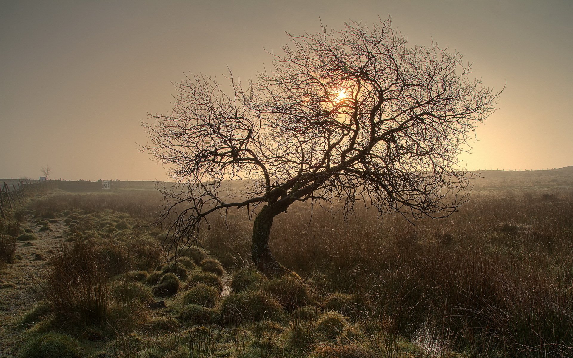 unset tree nature landscape