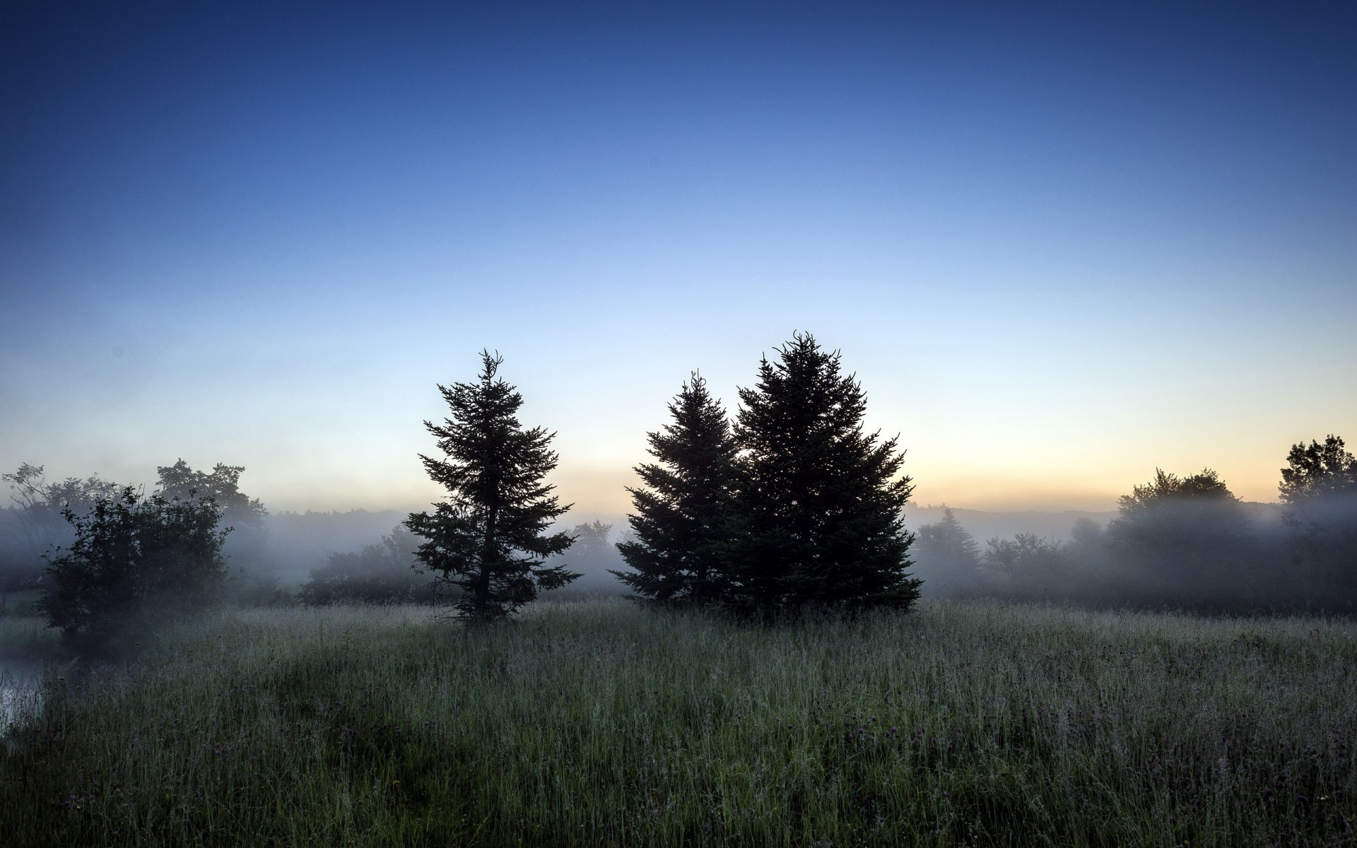 mattina campo alberi natura paesaggio