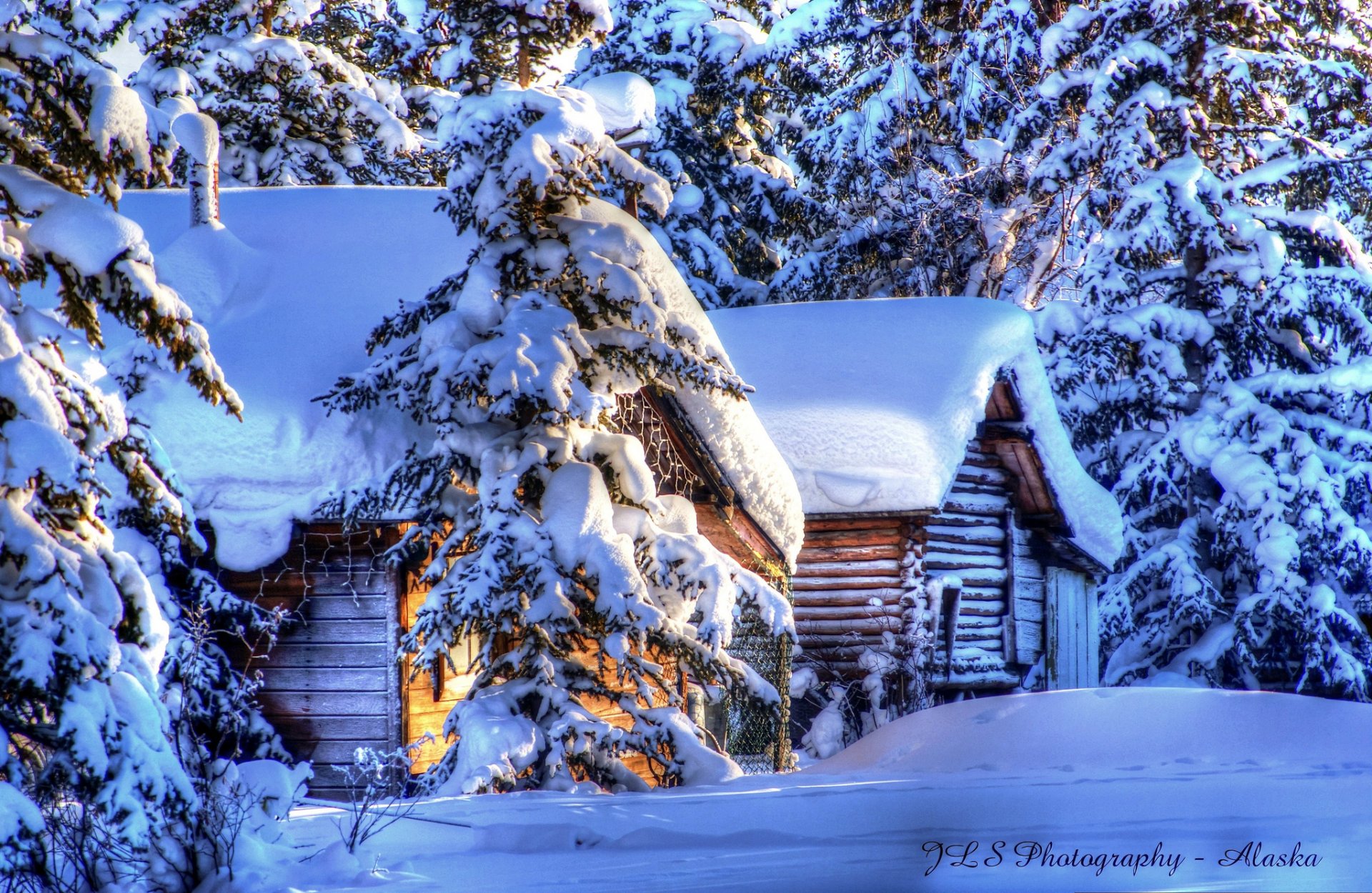 alaska winter schnee wald tannen hütten natur