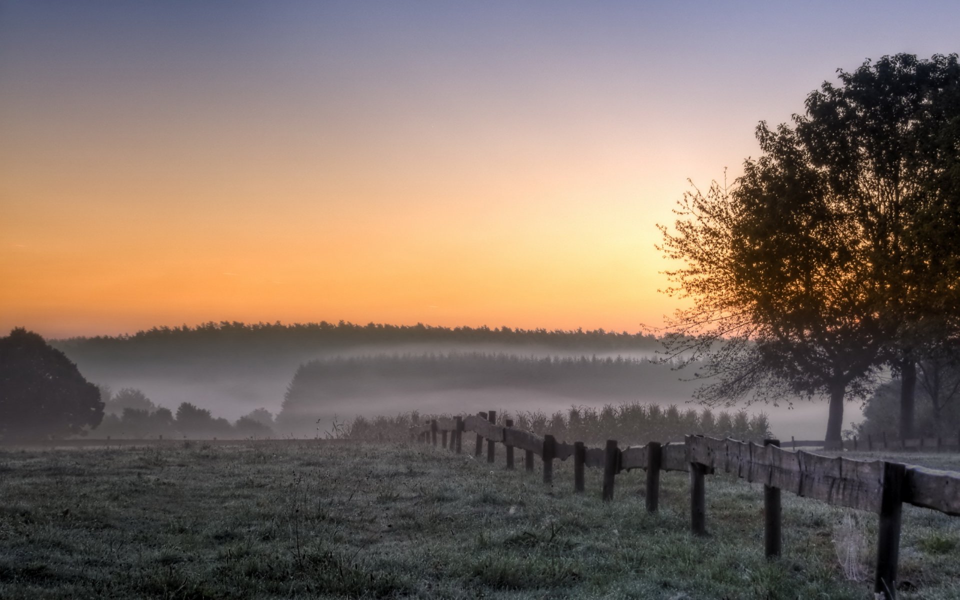 morning the field tree fog landscape