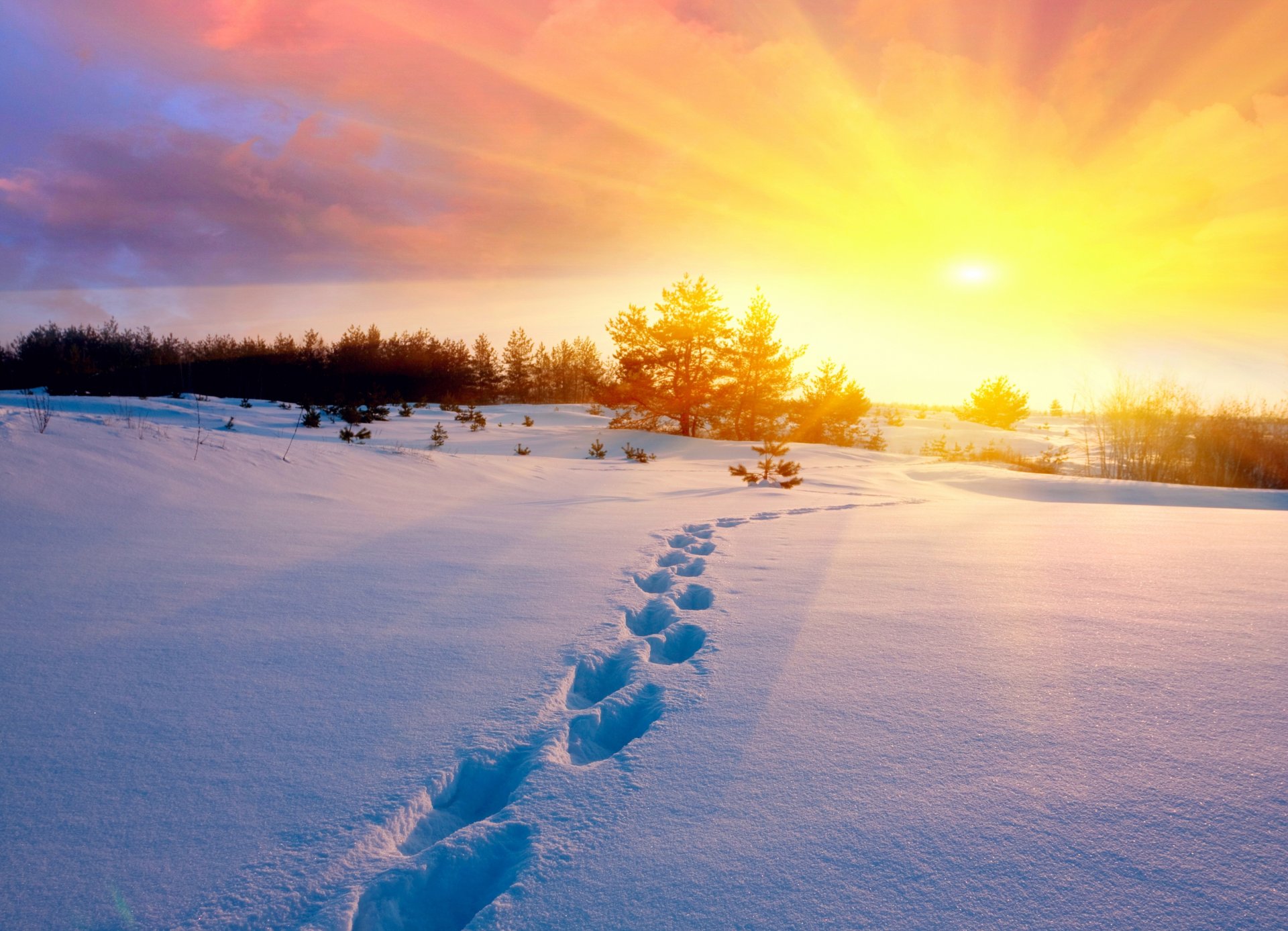 hiver neige traces champ arbres froid soleil coucher de soleil ciel nature