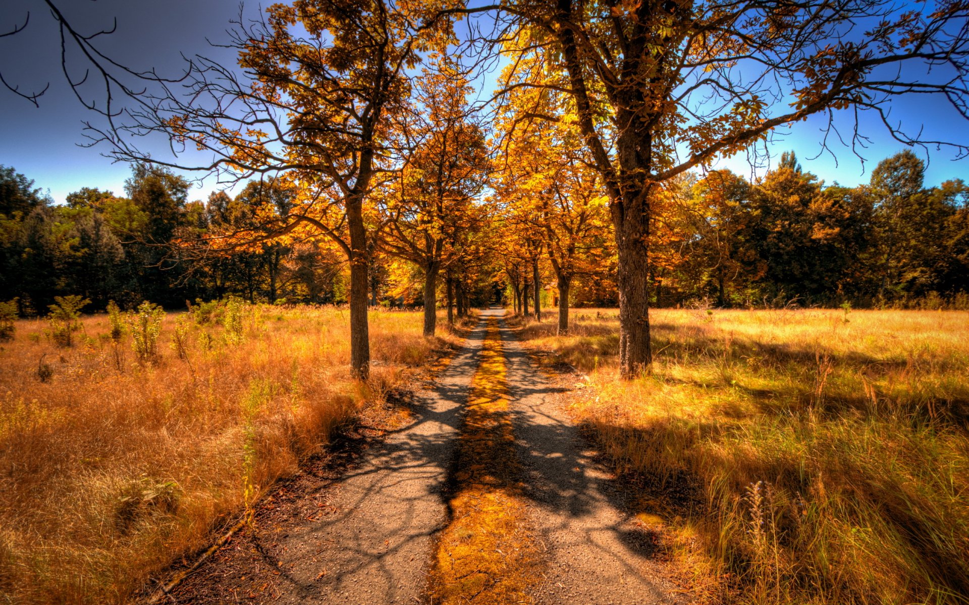 straße bäume herbst landschaft