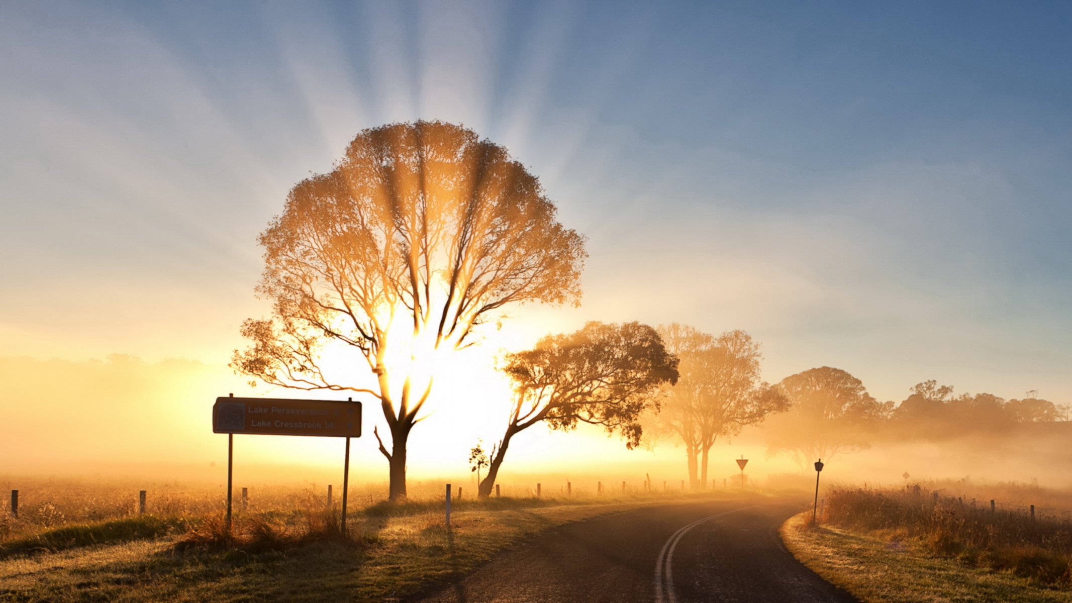 road tree light landscape