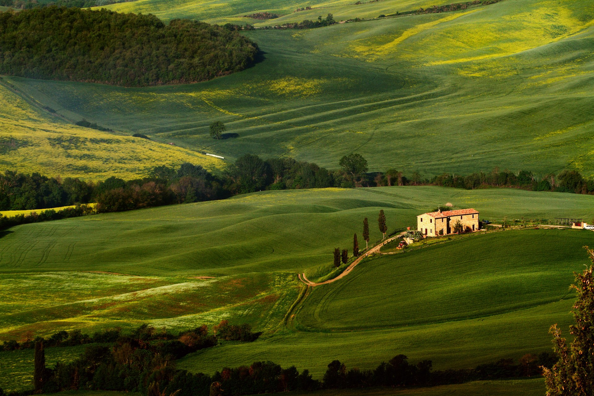 tuscany of the field tree green