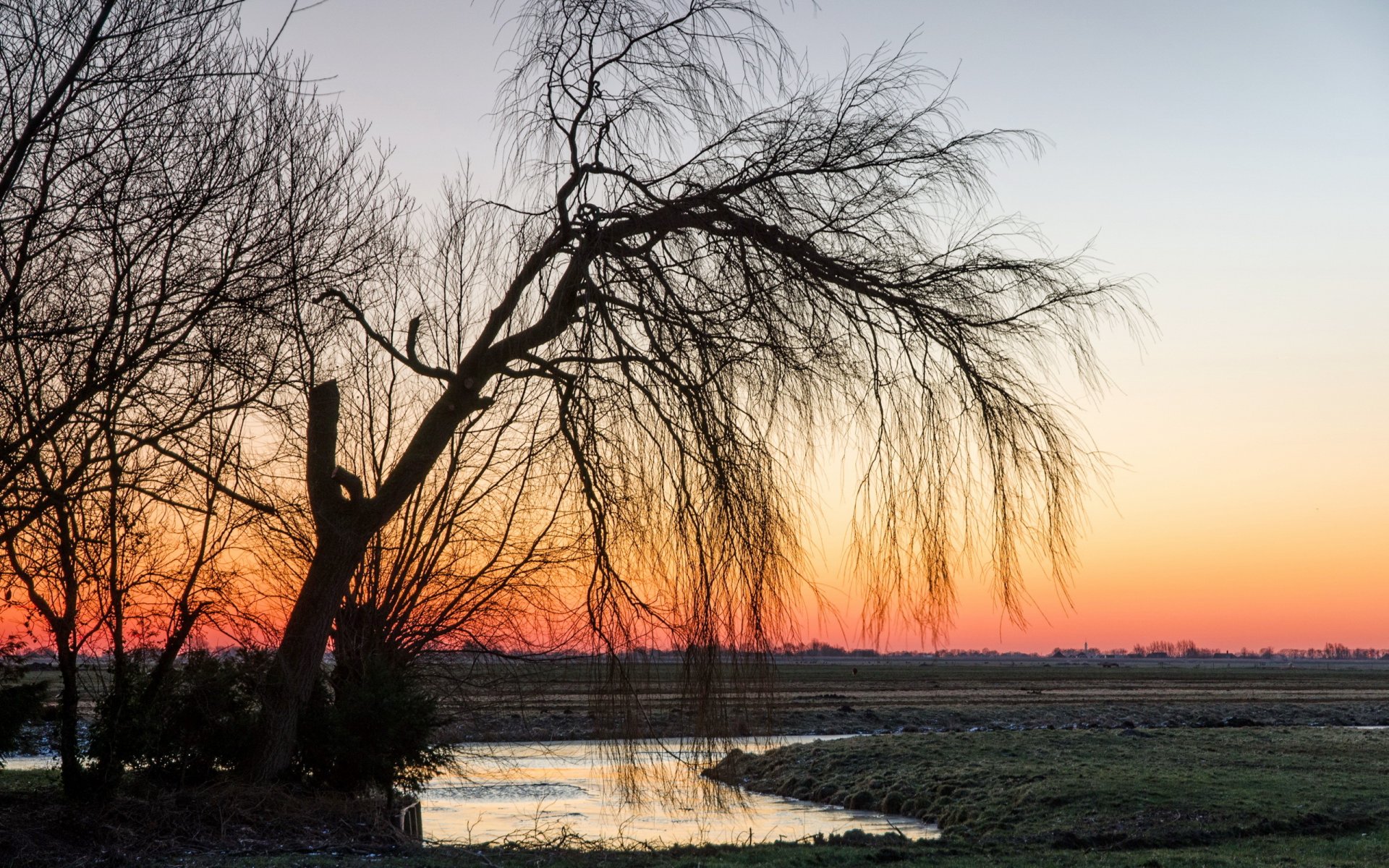 tramonto campo albero natura paesaggio