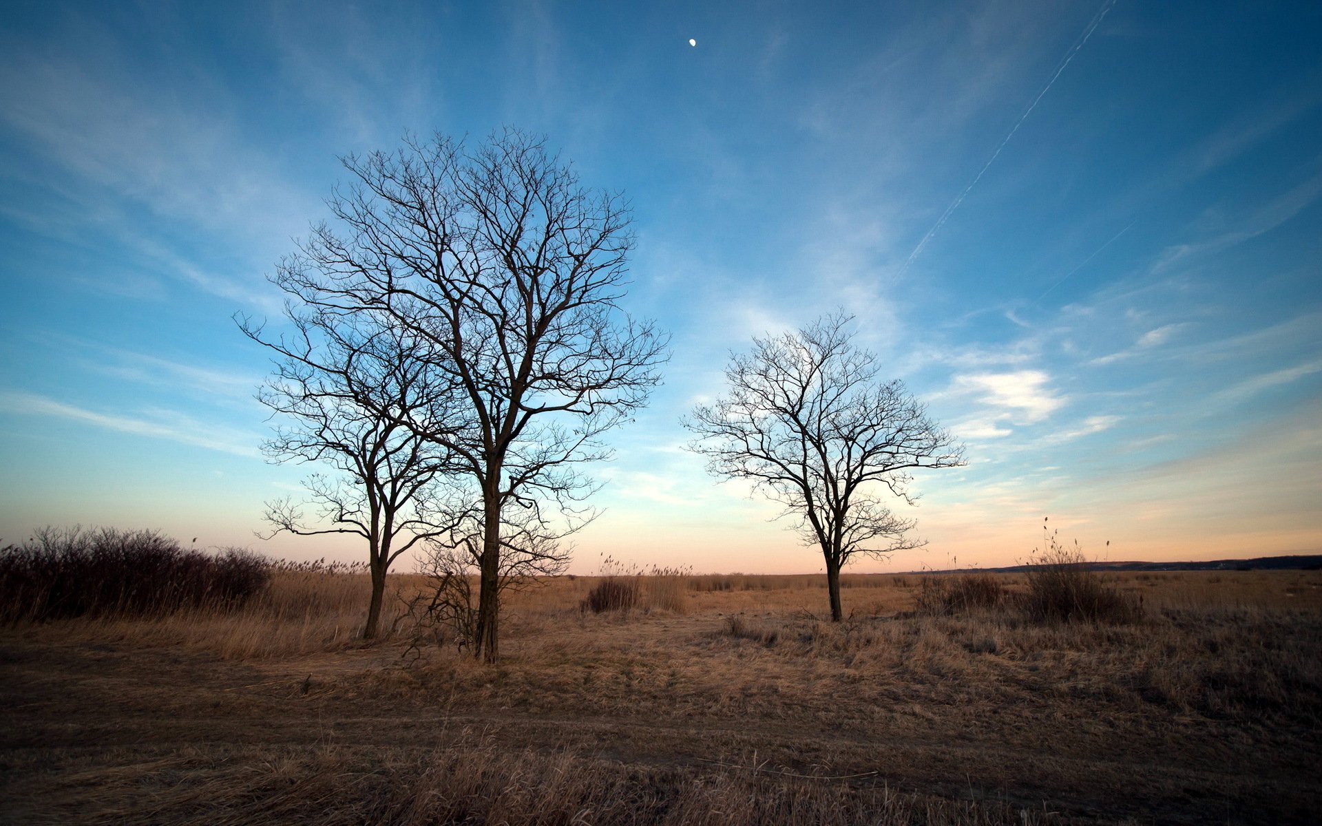 printemps arbres nature paysage