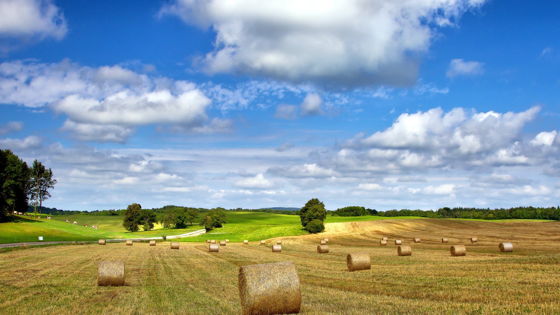 the field hay summer nature landscape