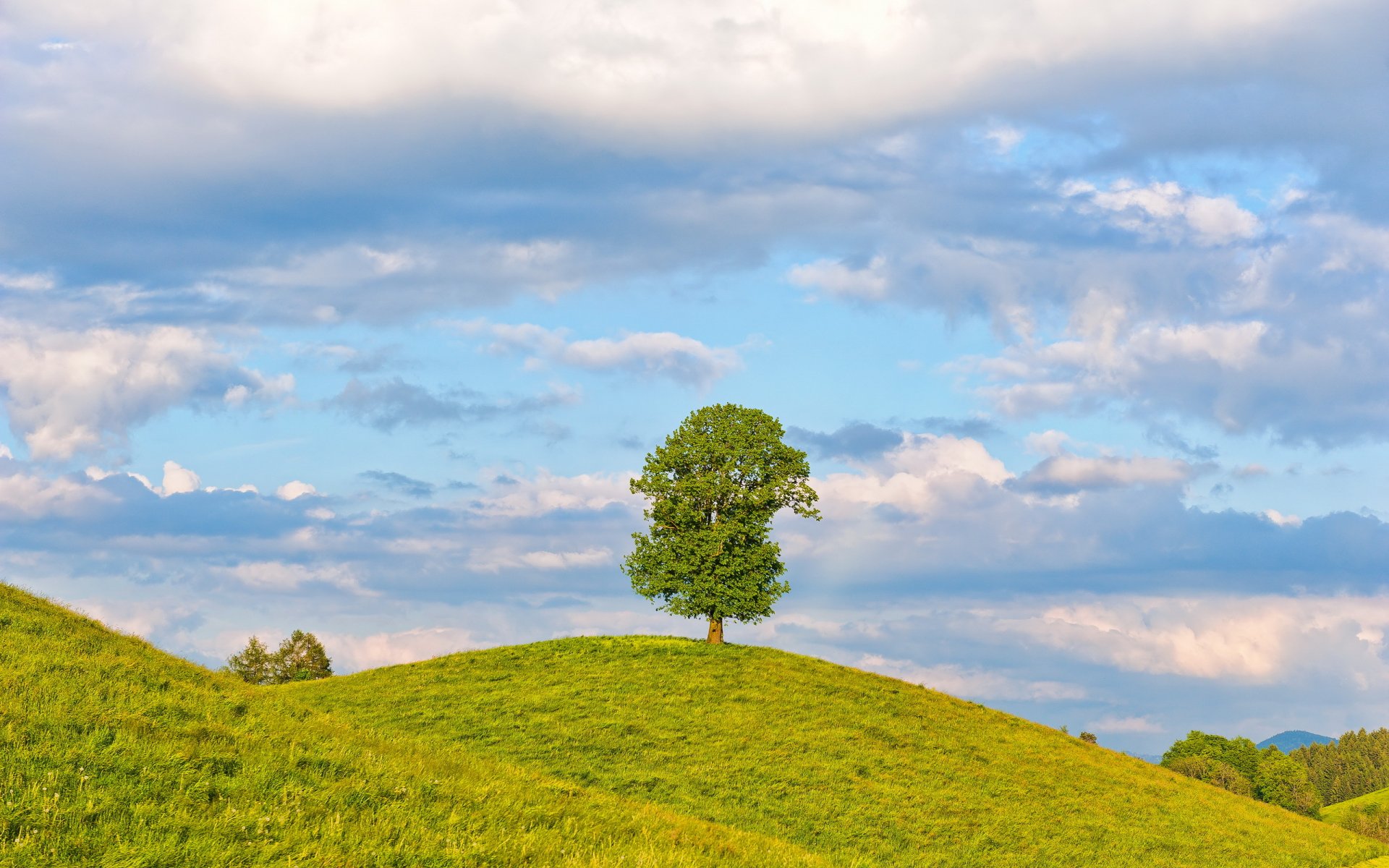 feld baum sommer landschaft