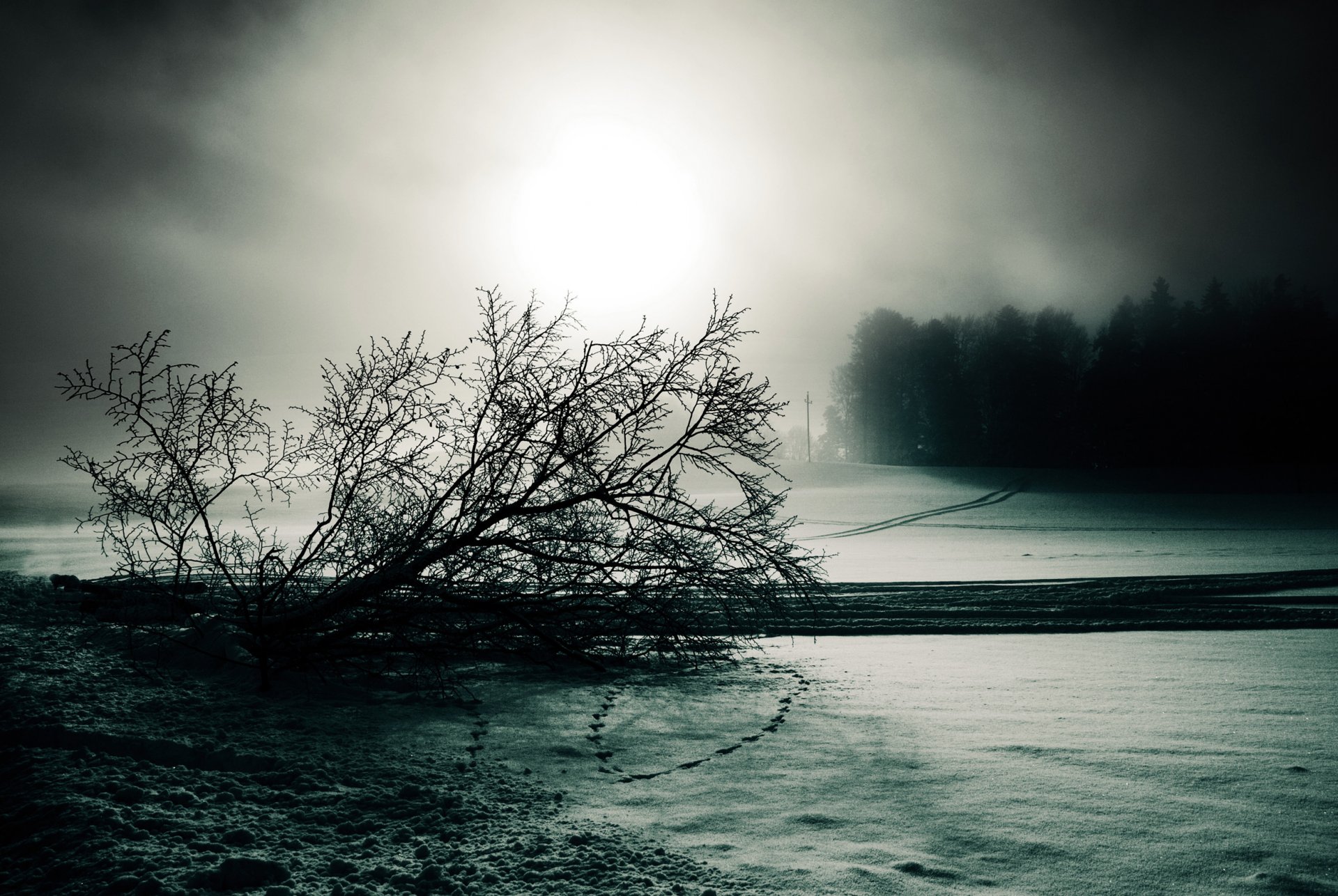 nebel winter schnee baum spuren schwarz und weiß düster stromleitung straßenrand