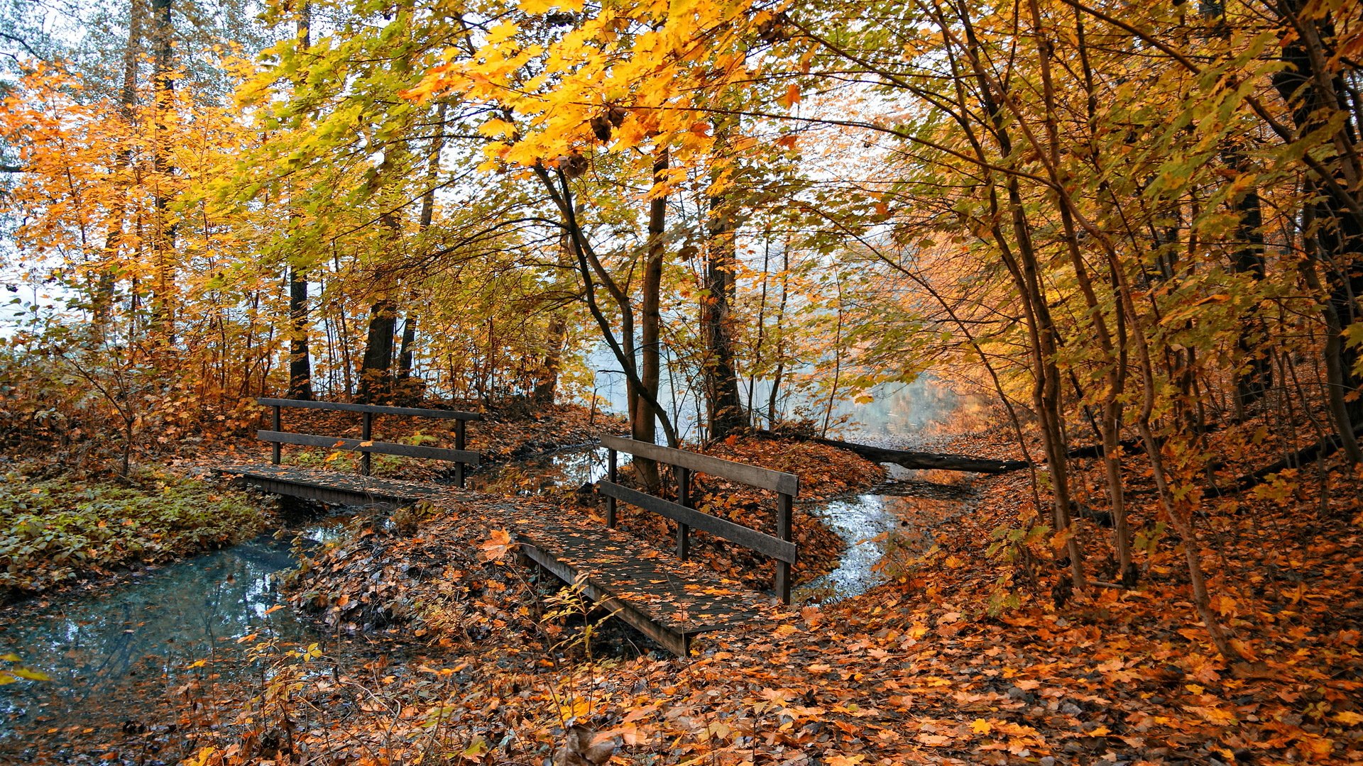 nature autumn yellow leaves pond bridge fog