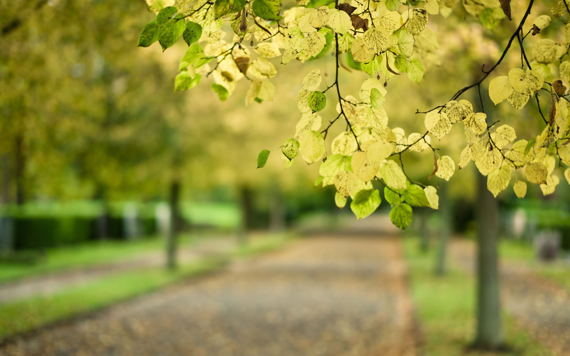 macro albero ramo foglie sfocatura strada parco autunno