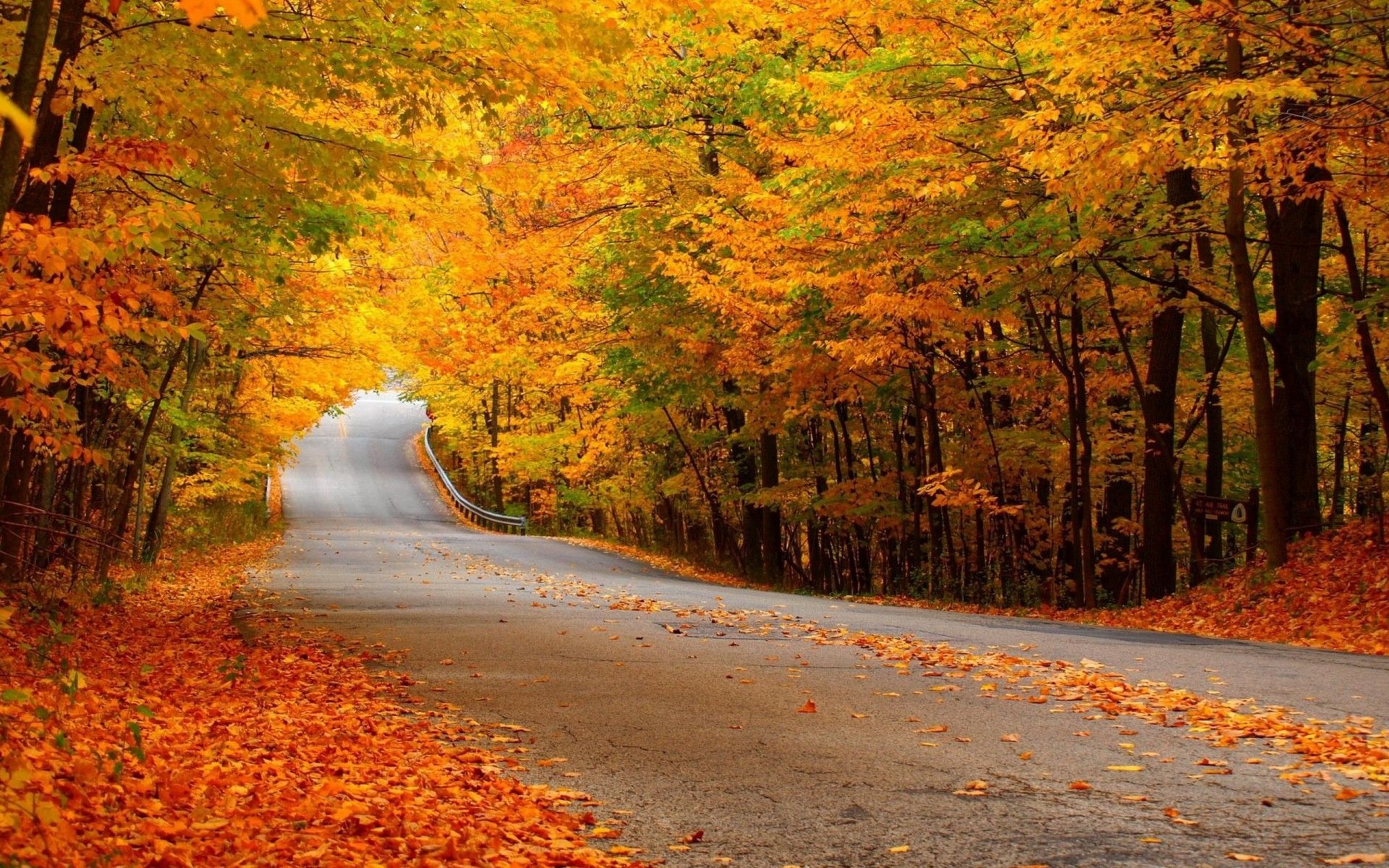 strada foresta autunno fogliame giallo