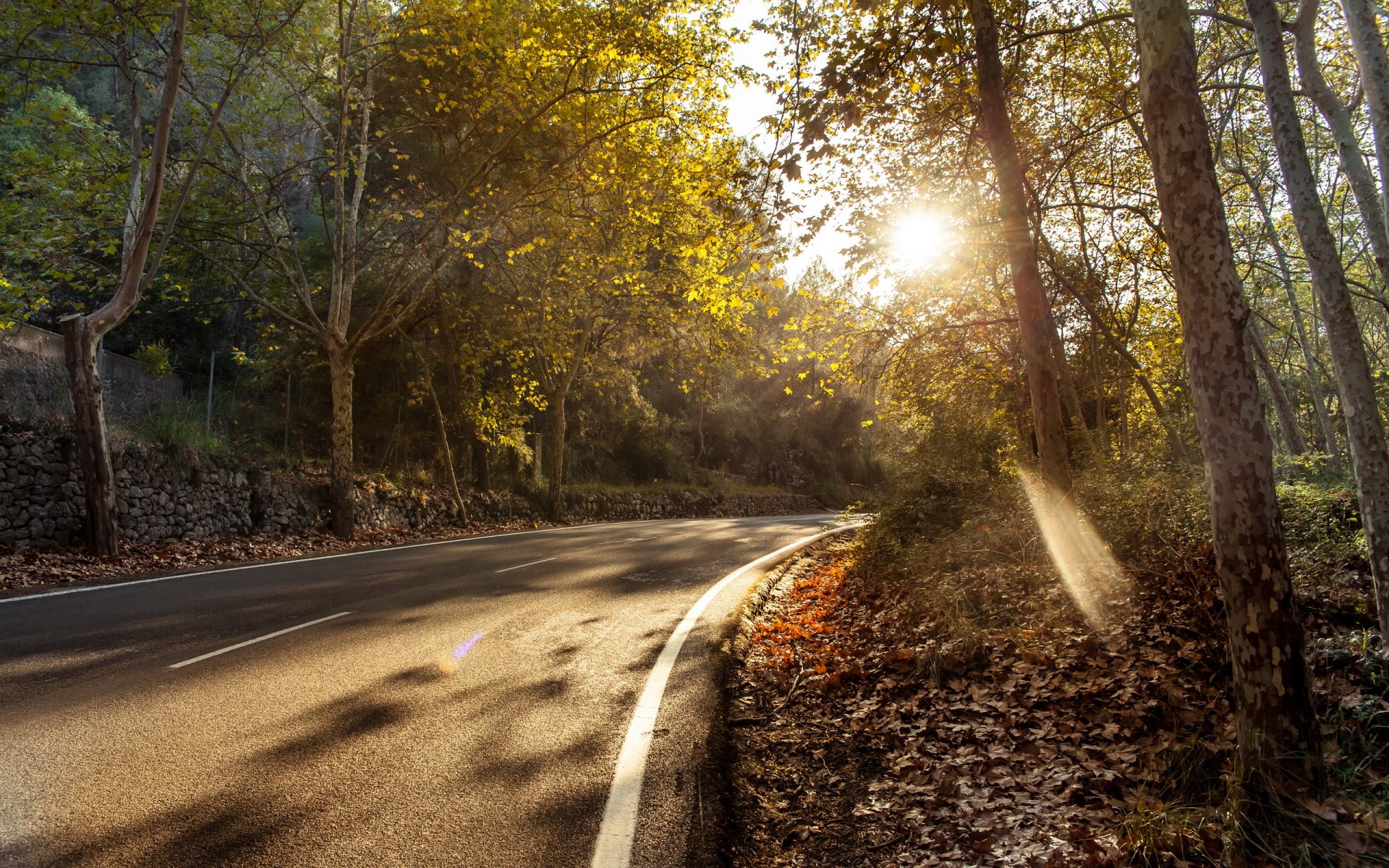 strada alberi autunno paesaggio