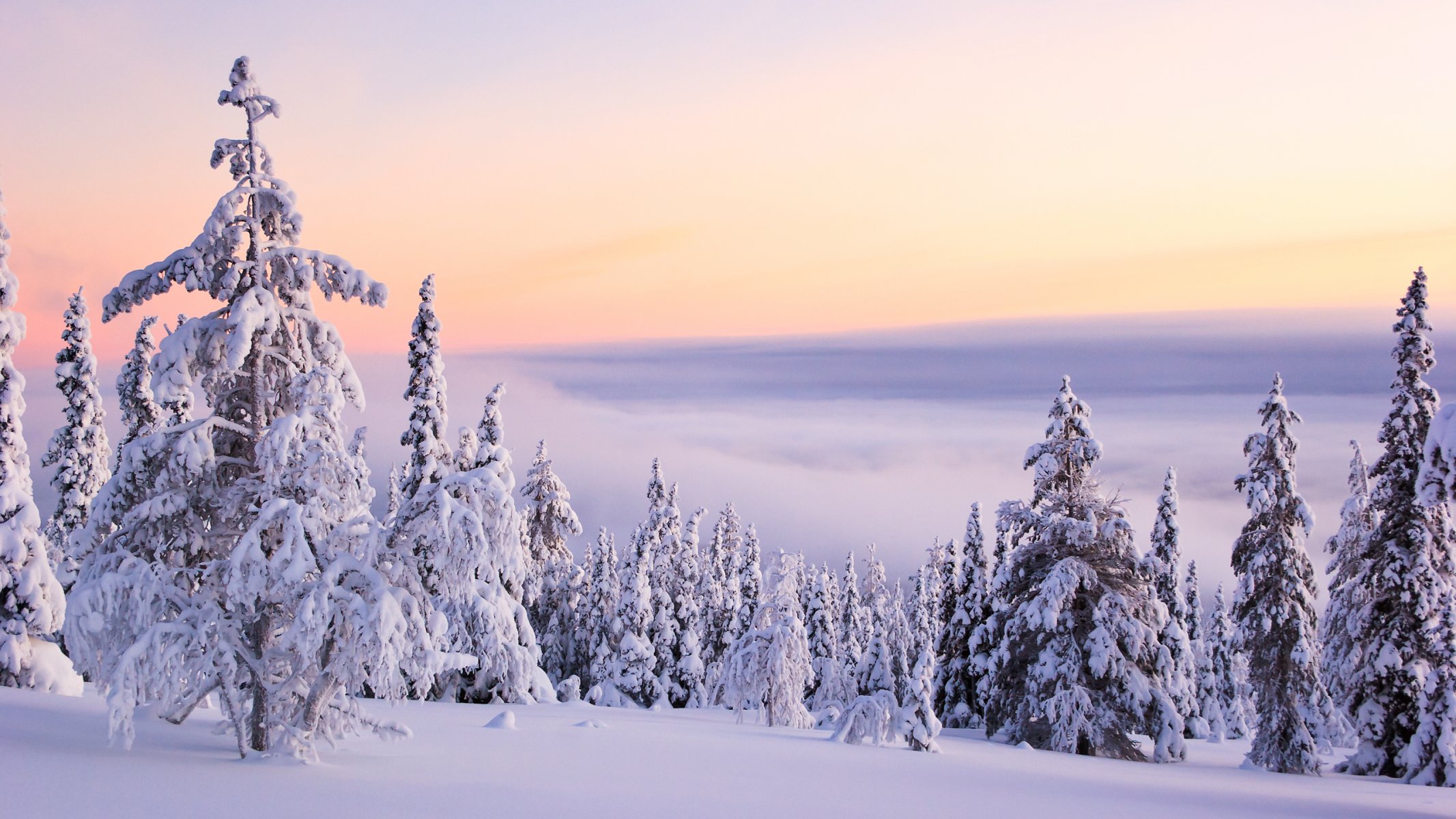 nature winter snow mountain clouds frost day christmas tree fuzzy pure white silence