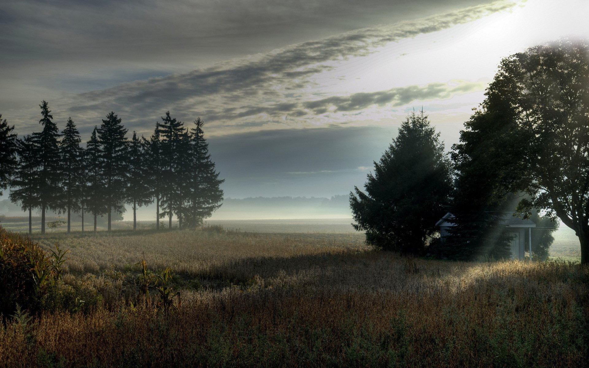 mattina campo alberi nebbia paesaggio