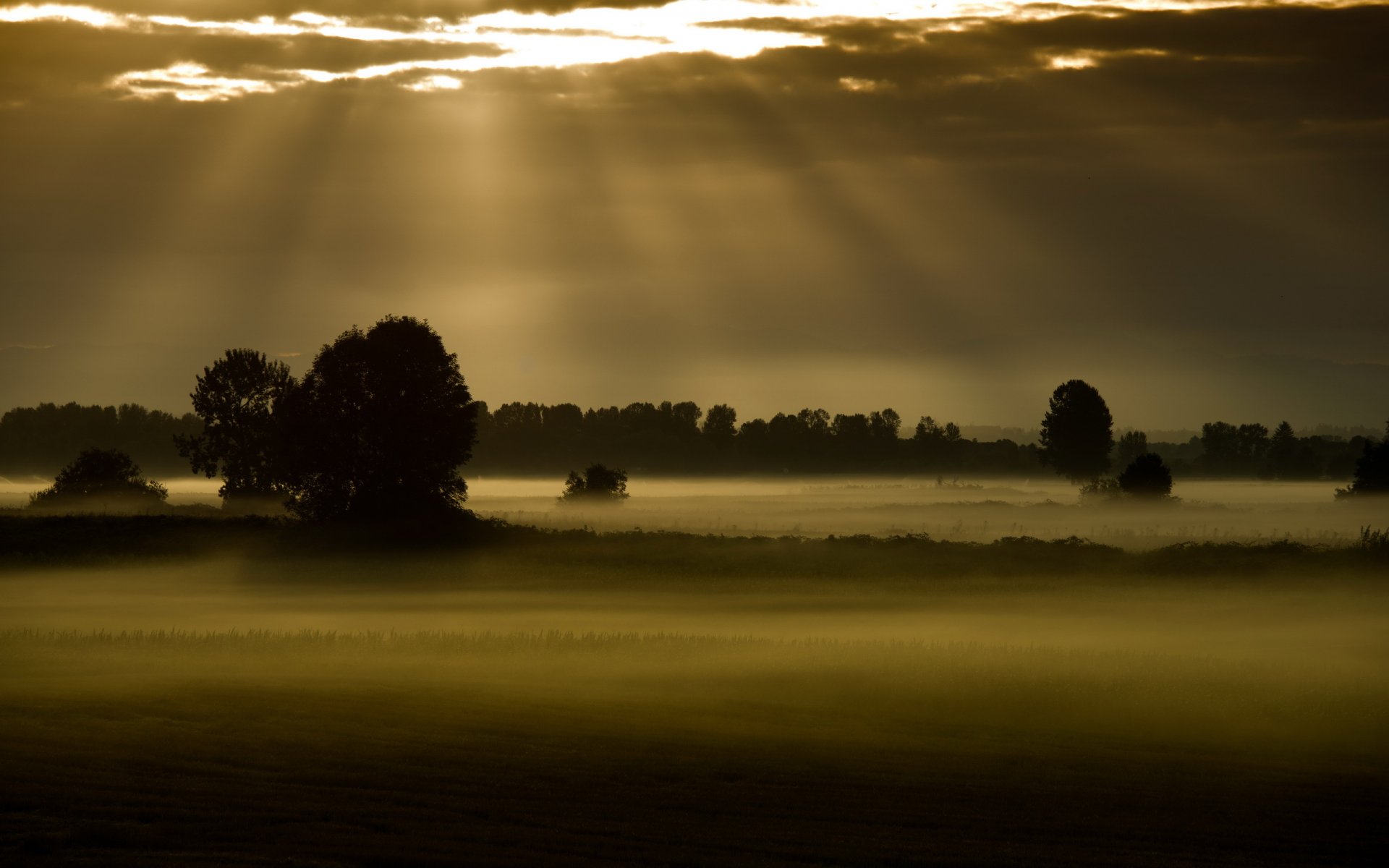 champ brouillard nuit