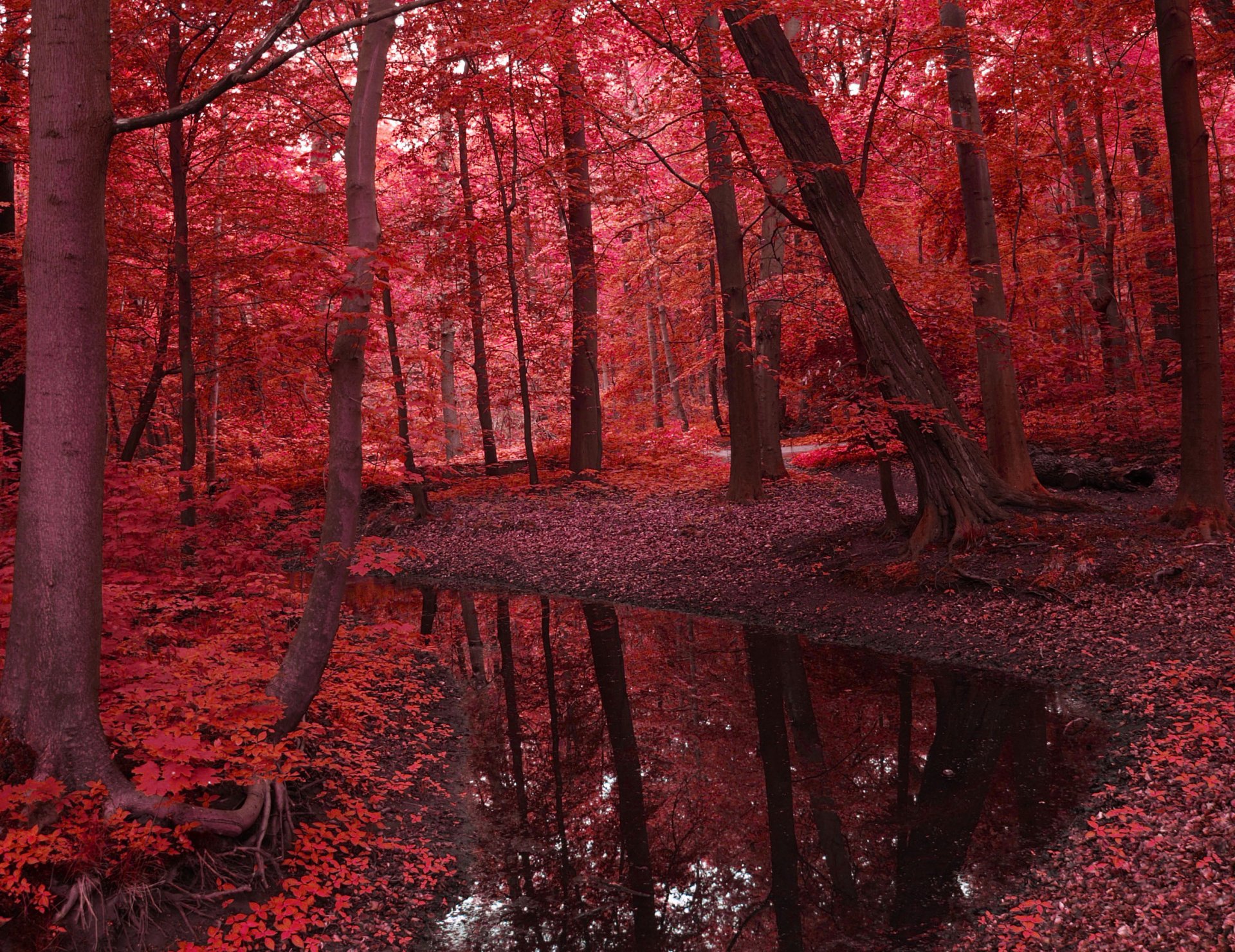 paysage nature eau rivière forêt arbres feuilles rouge automne beauté