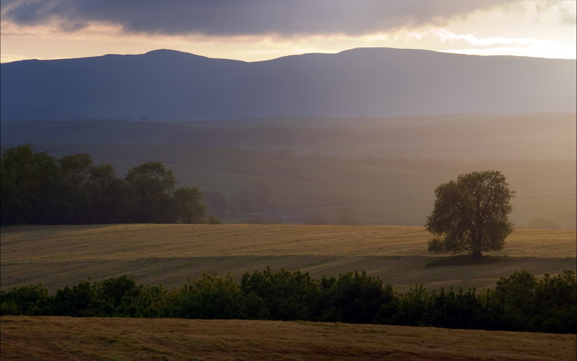 champ arbre coucher de soleil paysage