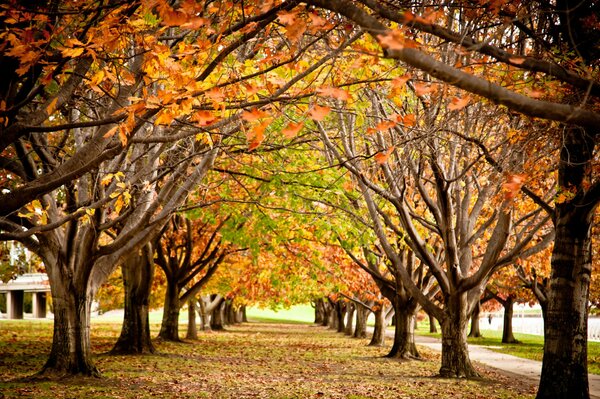 Herbst im Park. Herbstlaub