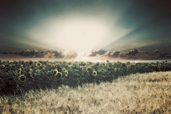 Campo de girasoles en los rayos del sol