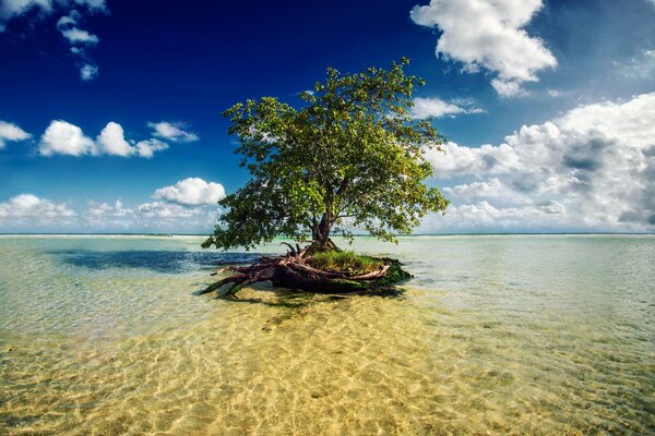 A tree in seawater. Mexican Riviera